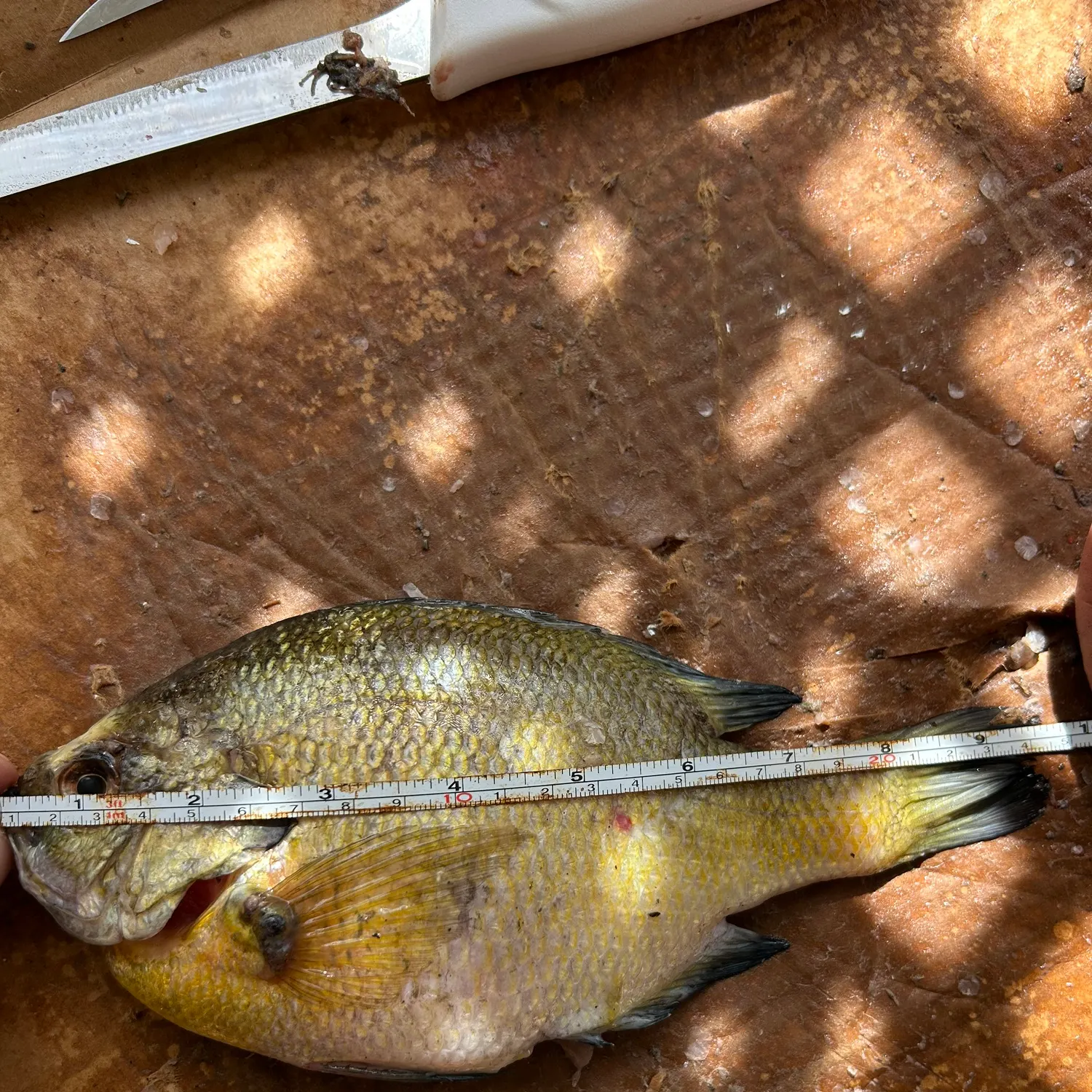recently logged catches