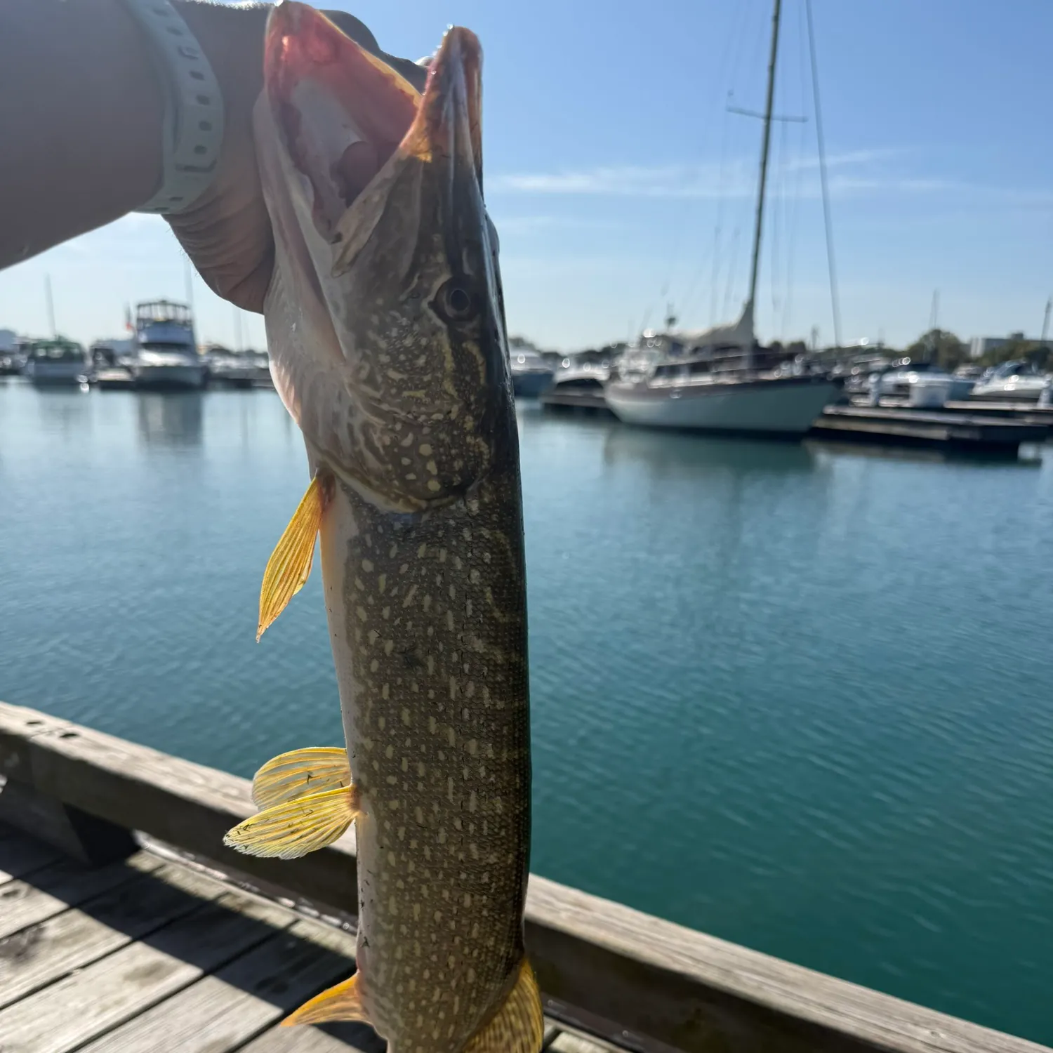 Northern pike caught on Fishbrain