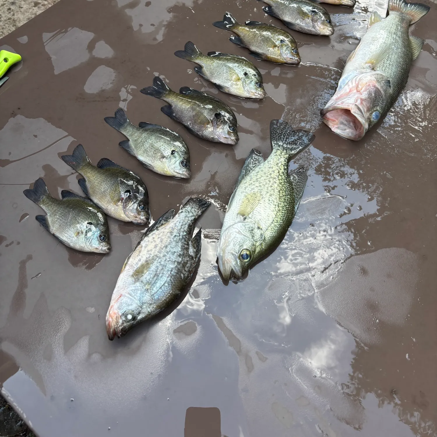 Fish caught on Fishbrain