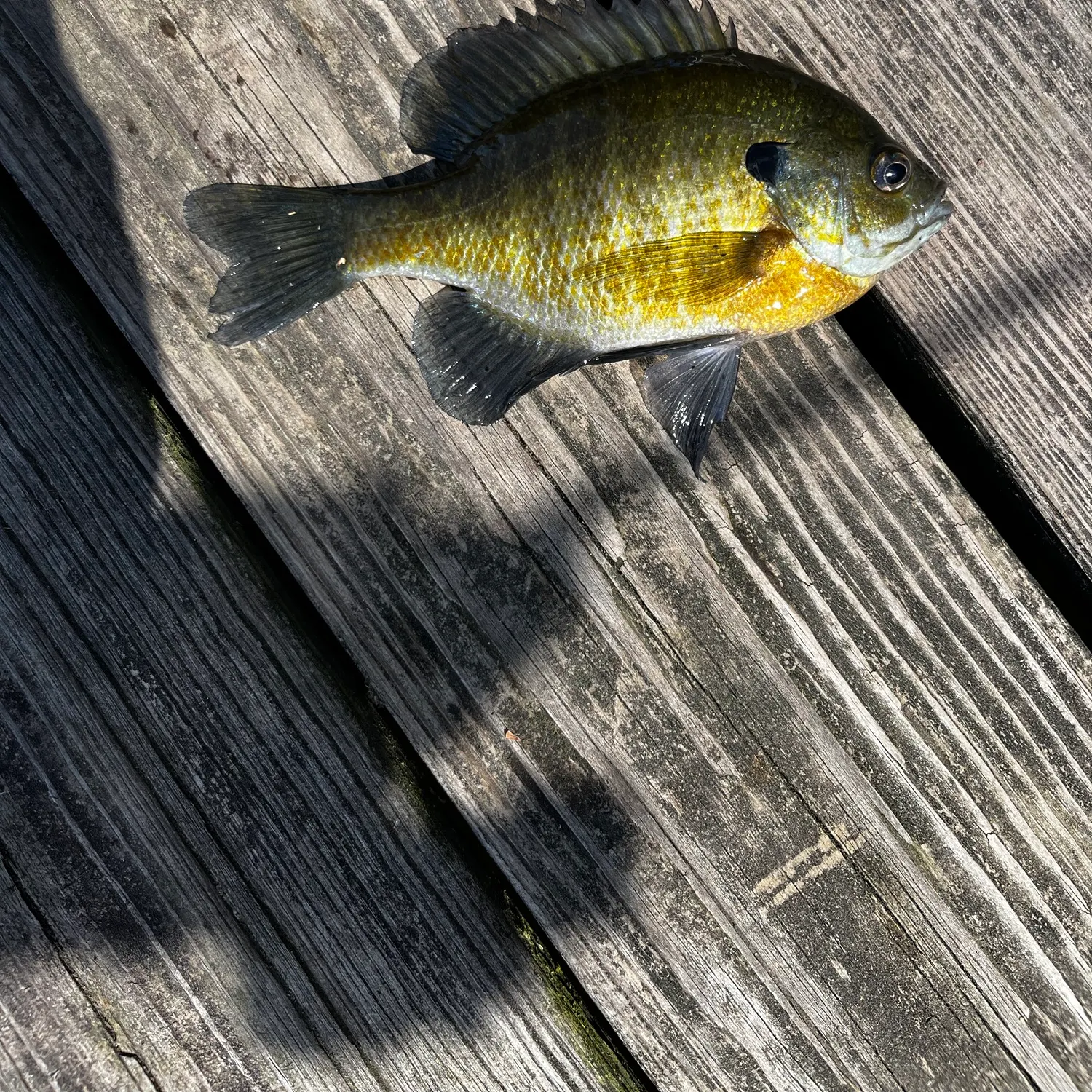 Bluegill caught on Fishbrain