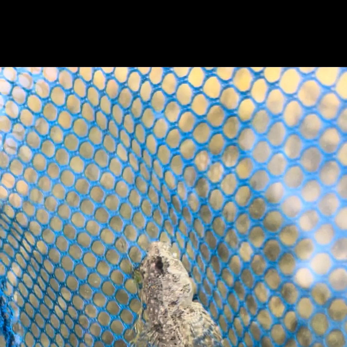 The most recent Mottled sculpin catches on Fishbrain