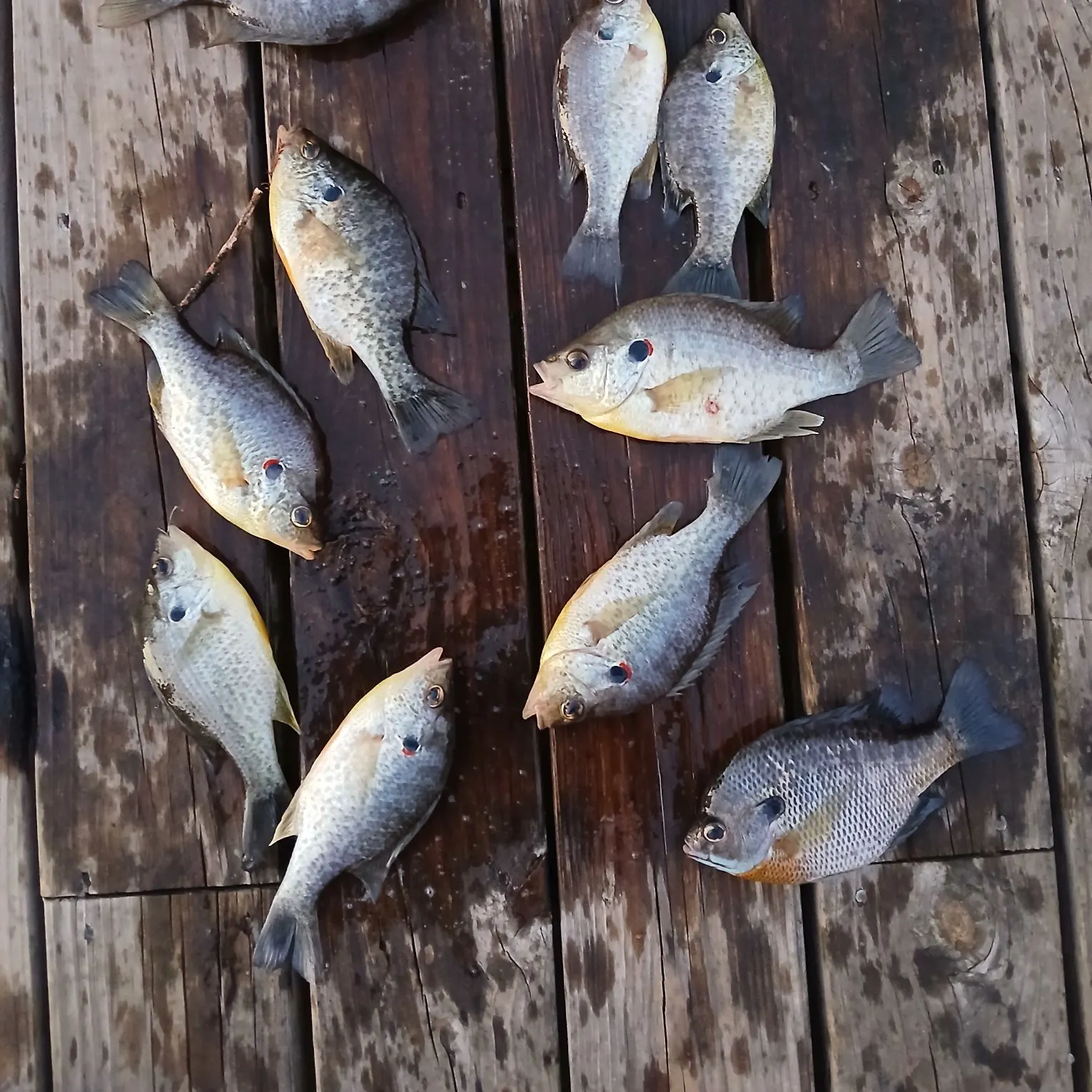 recently logged catches