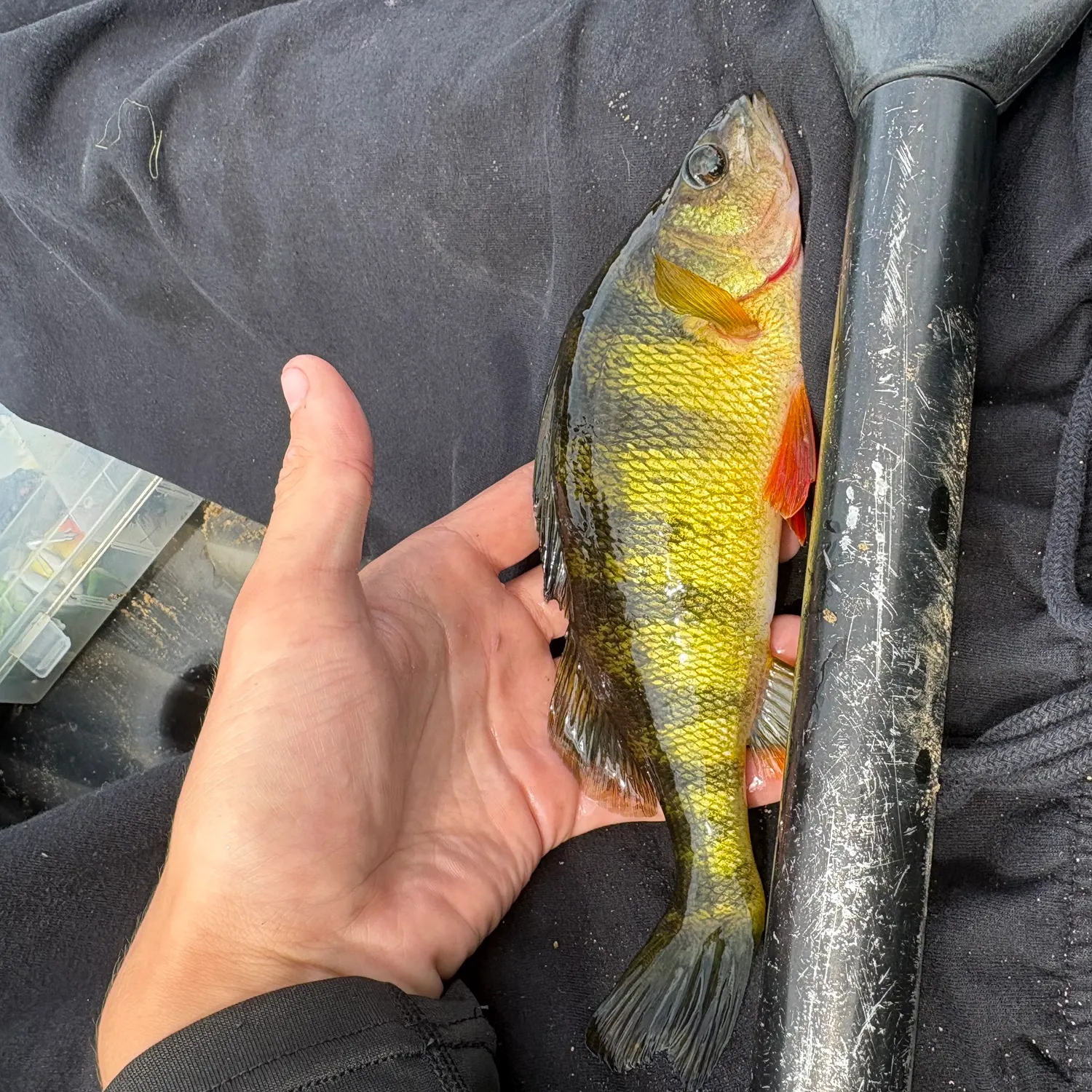 Yellow perch caught on Fishbrain