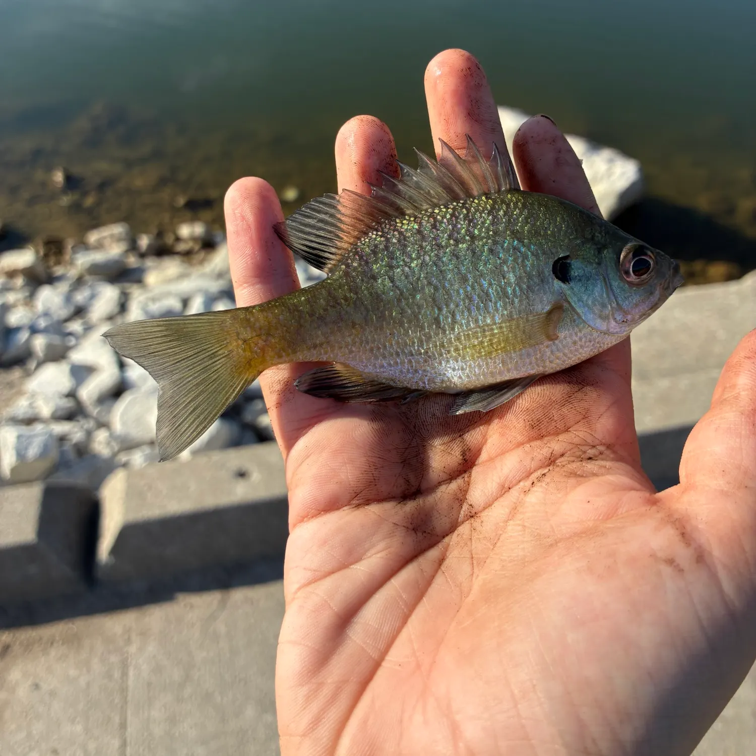 Bluegill caught on Fishbrain