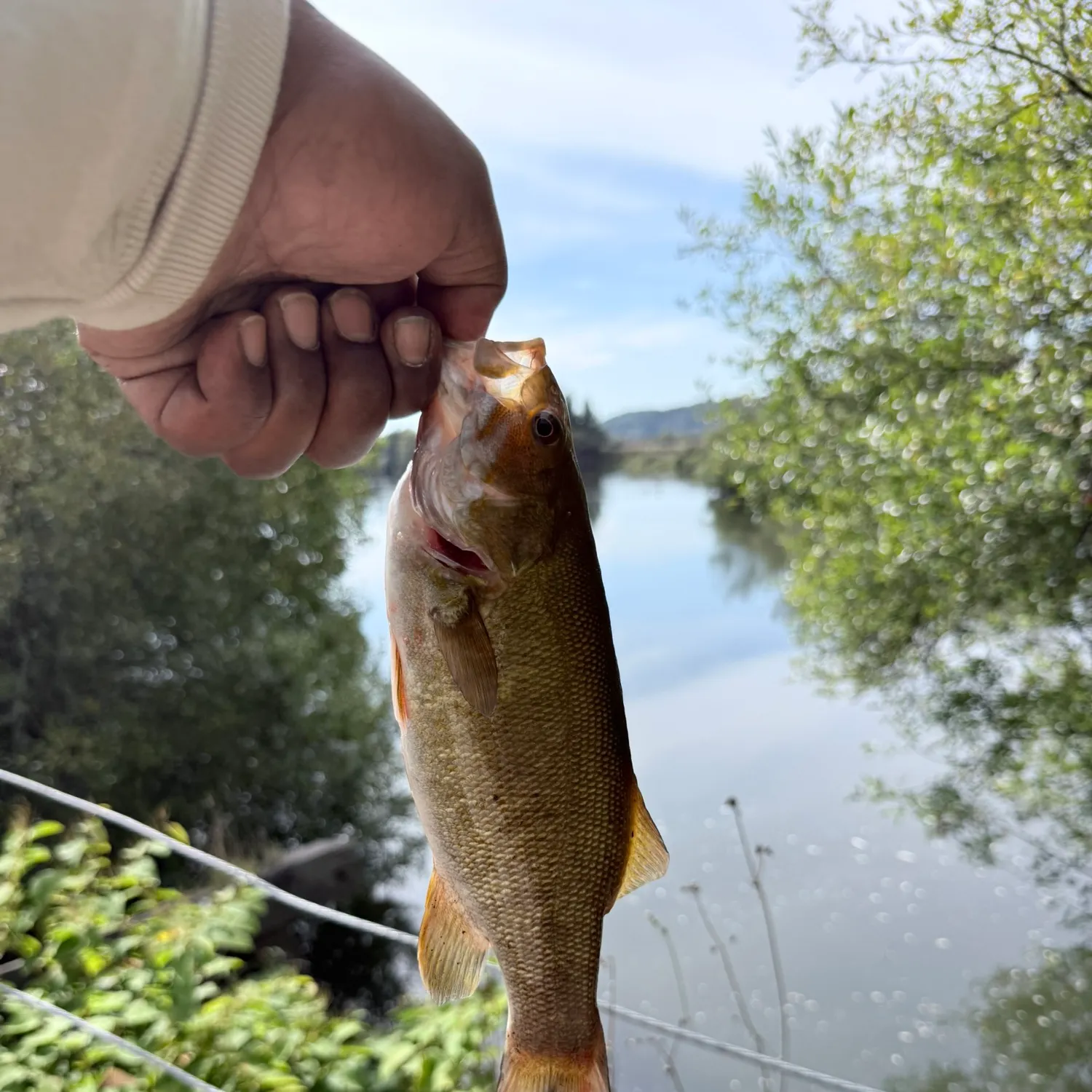 Smallmouth bass caught on Fishbrain