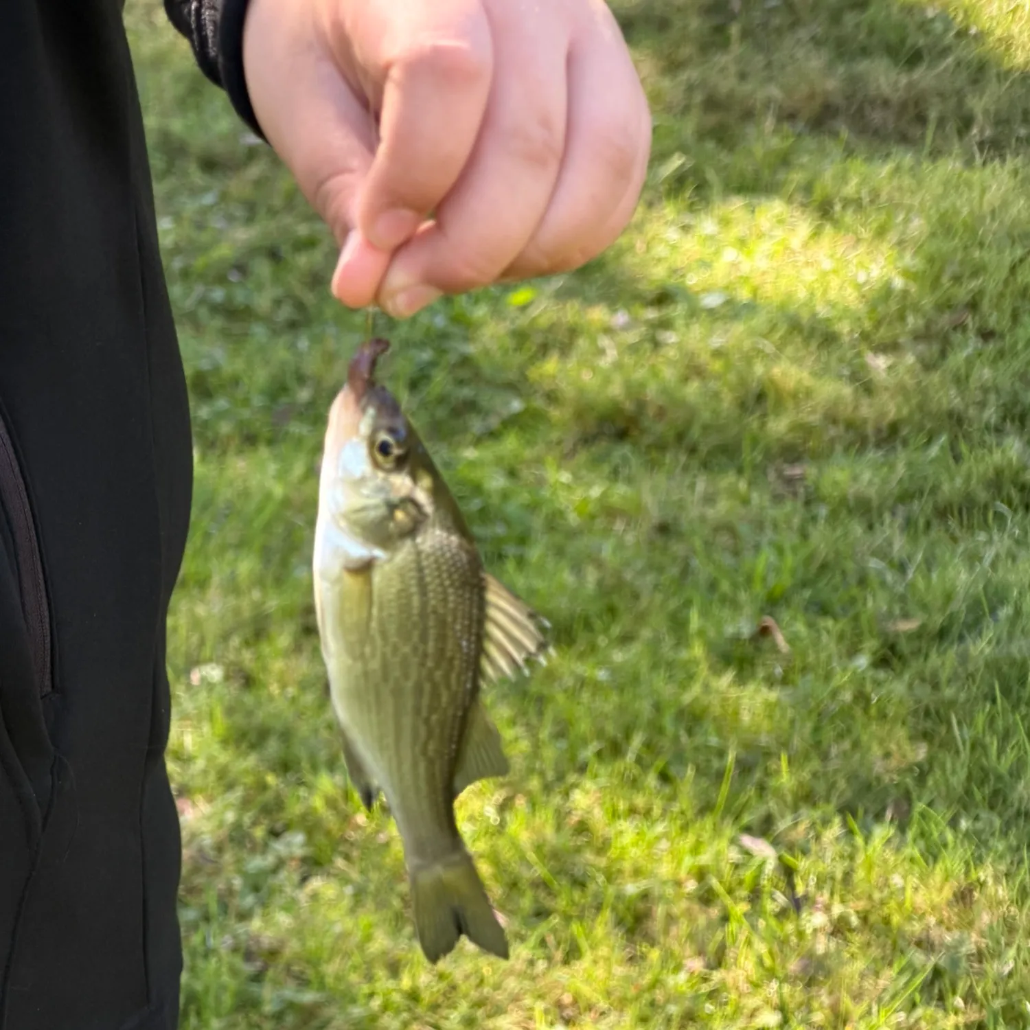 White perch caught on Fishbrain