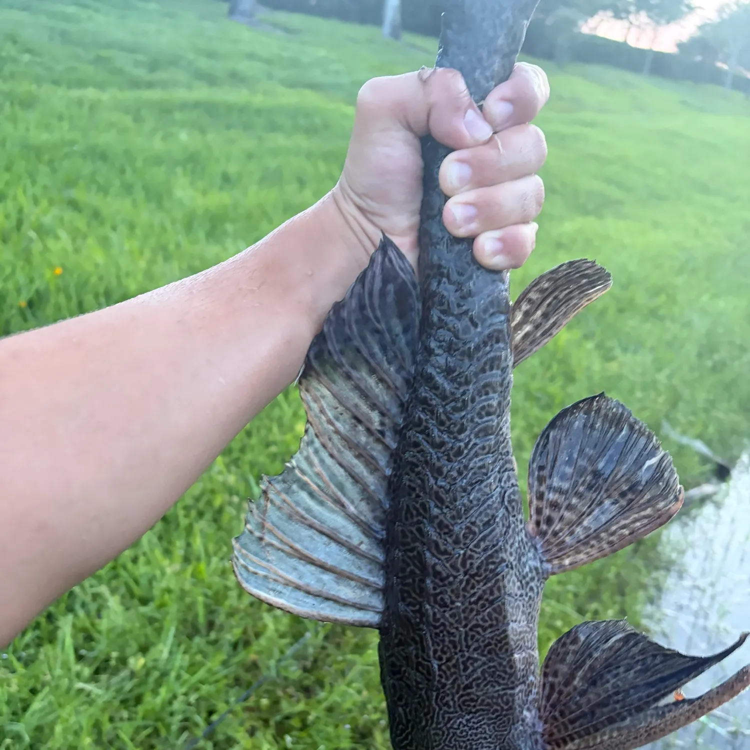 Suckermouth catfish caught on Fishbrain