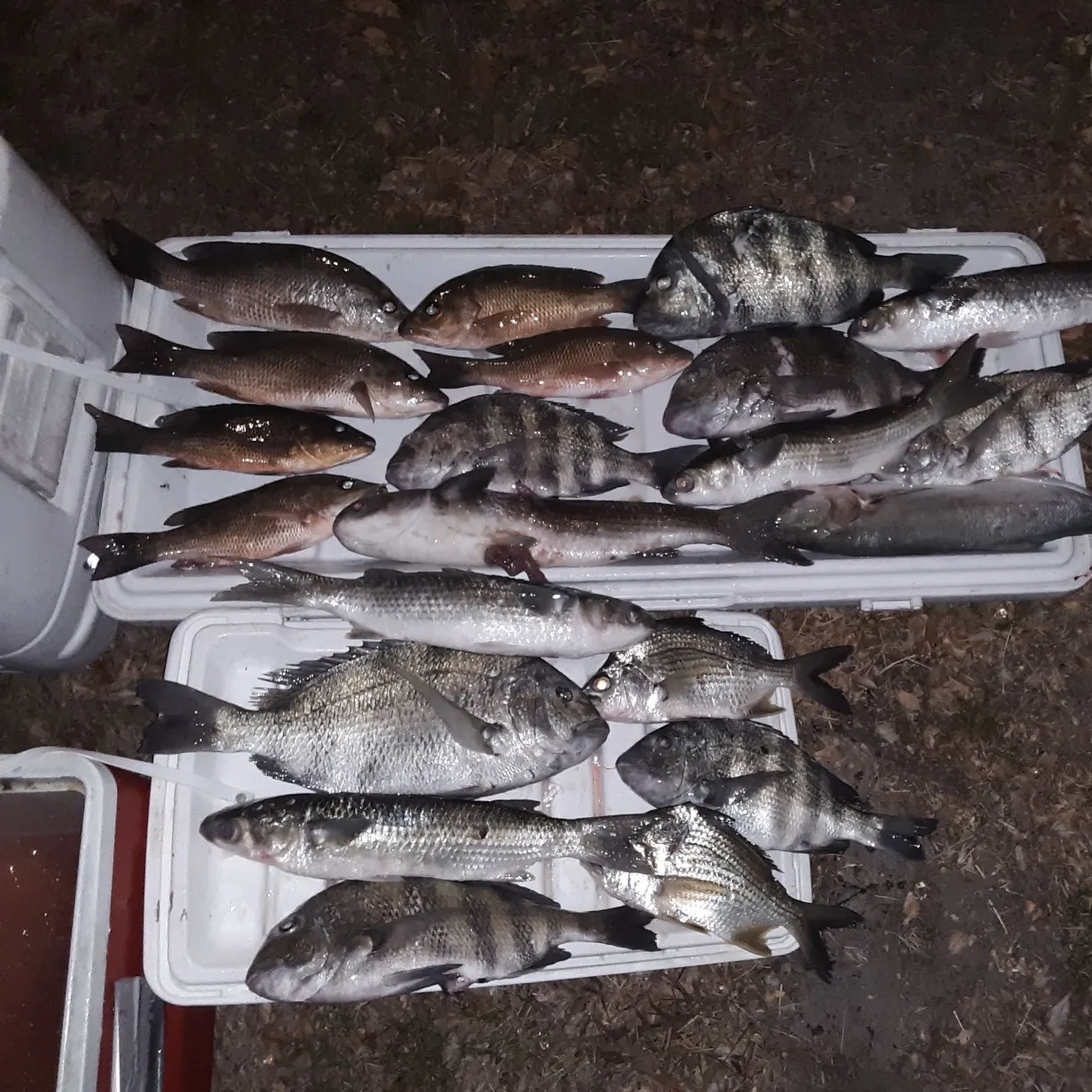 recently logged catches