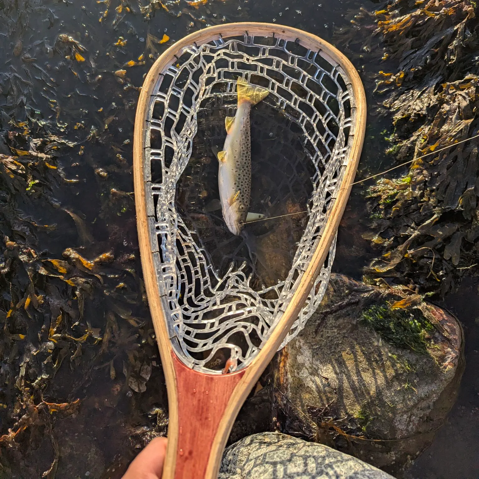 The most recent Sea trout catches on Fishbrain