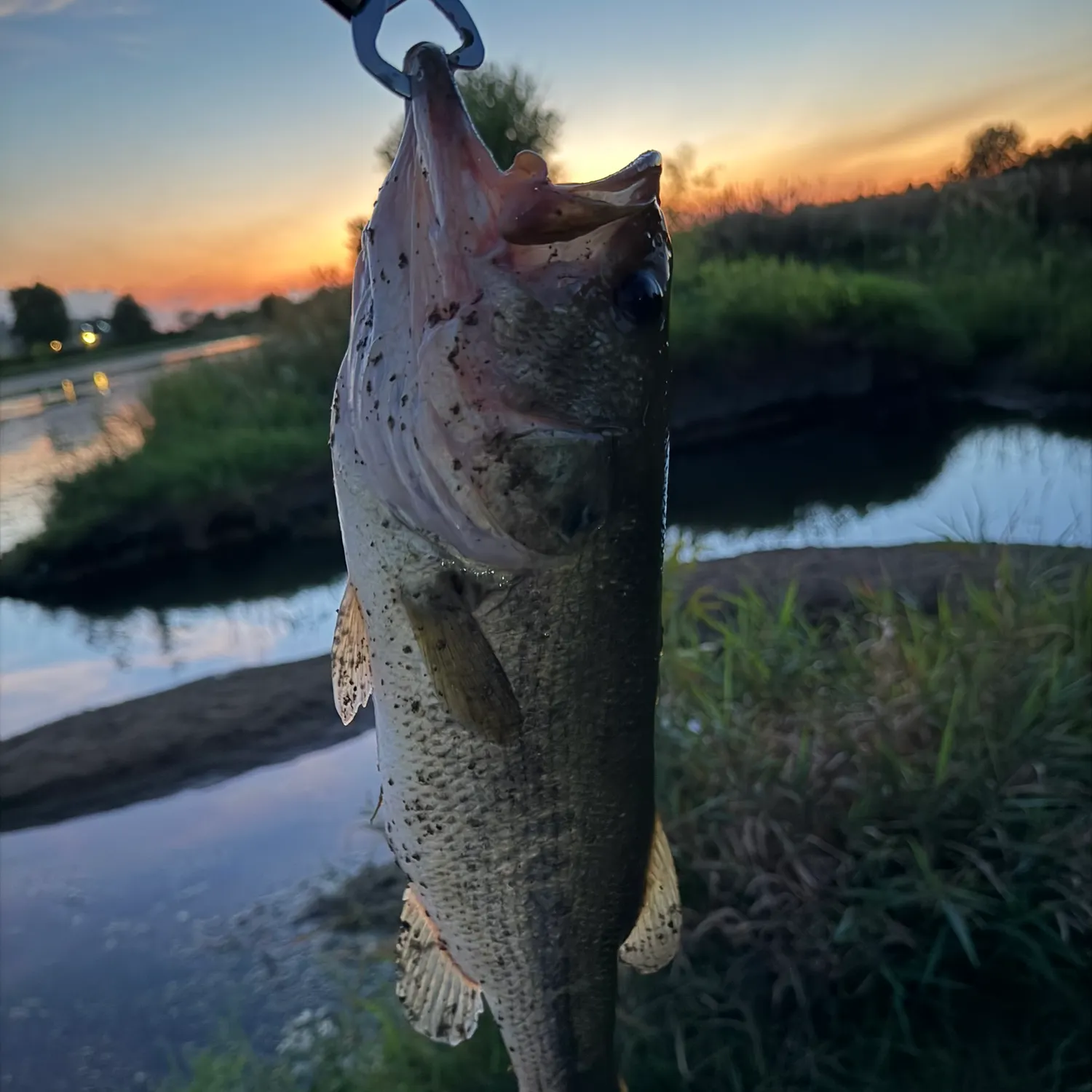 Largemouth bass caught on Fishbrain