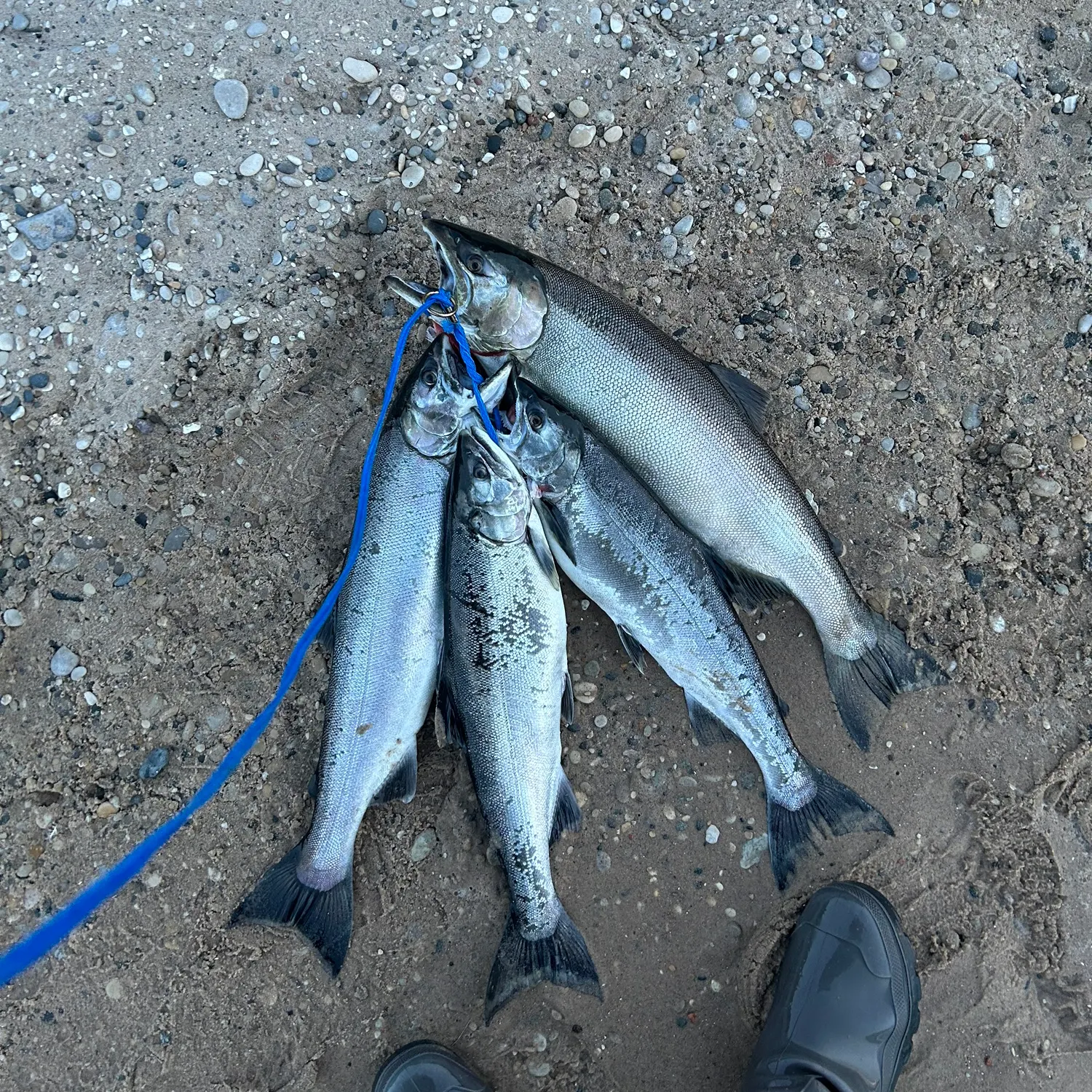 Coho salmon caught on Fishbrain