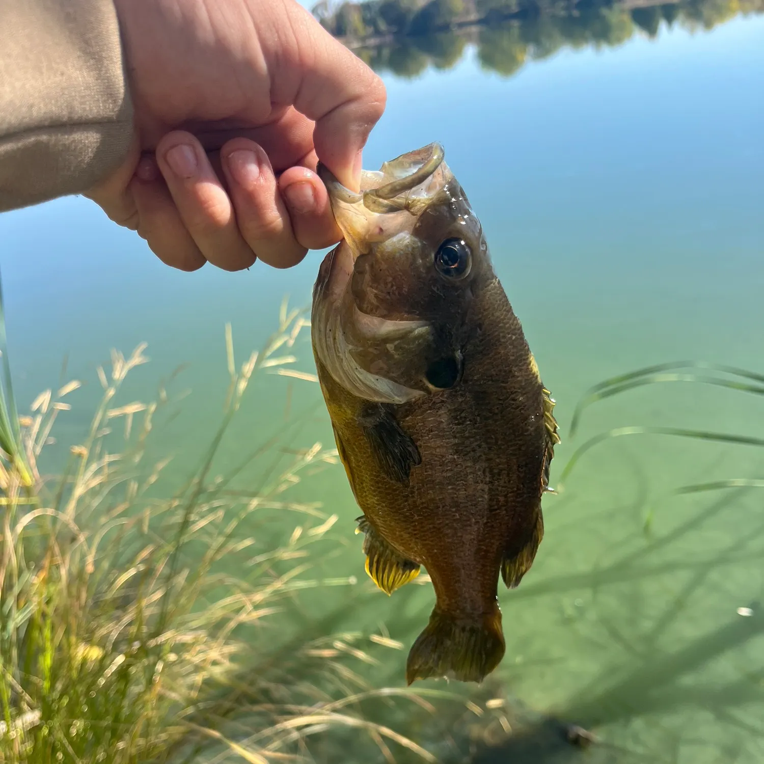 The most recent Green sunfish catches on Fishbrain