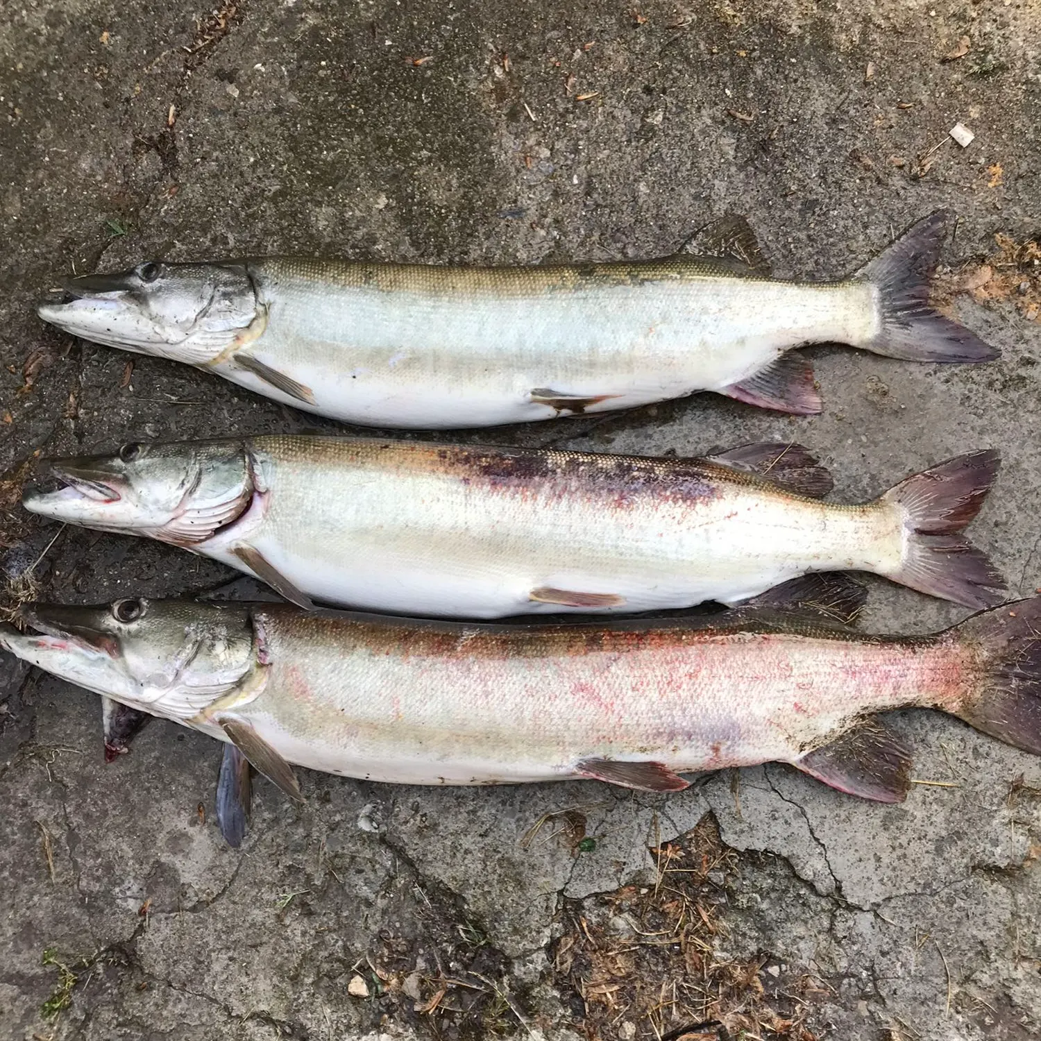 recently logged catches