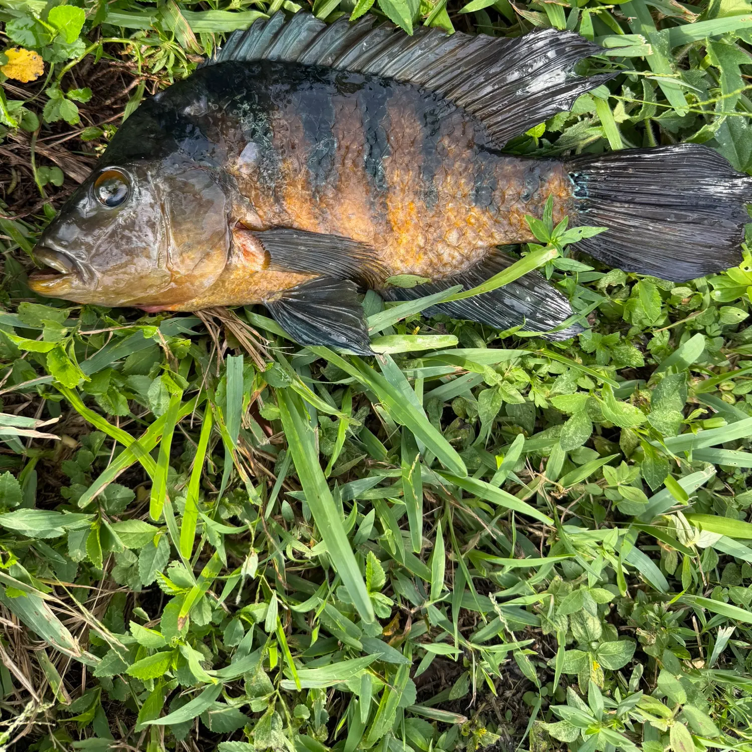 Mayan cichlid caught on Fishbrain