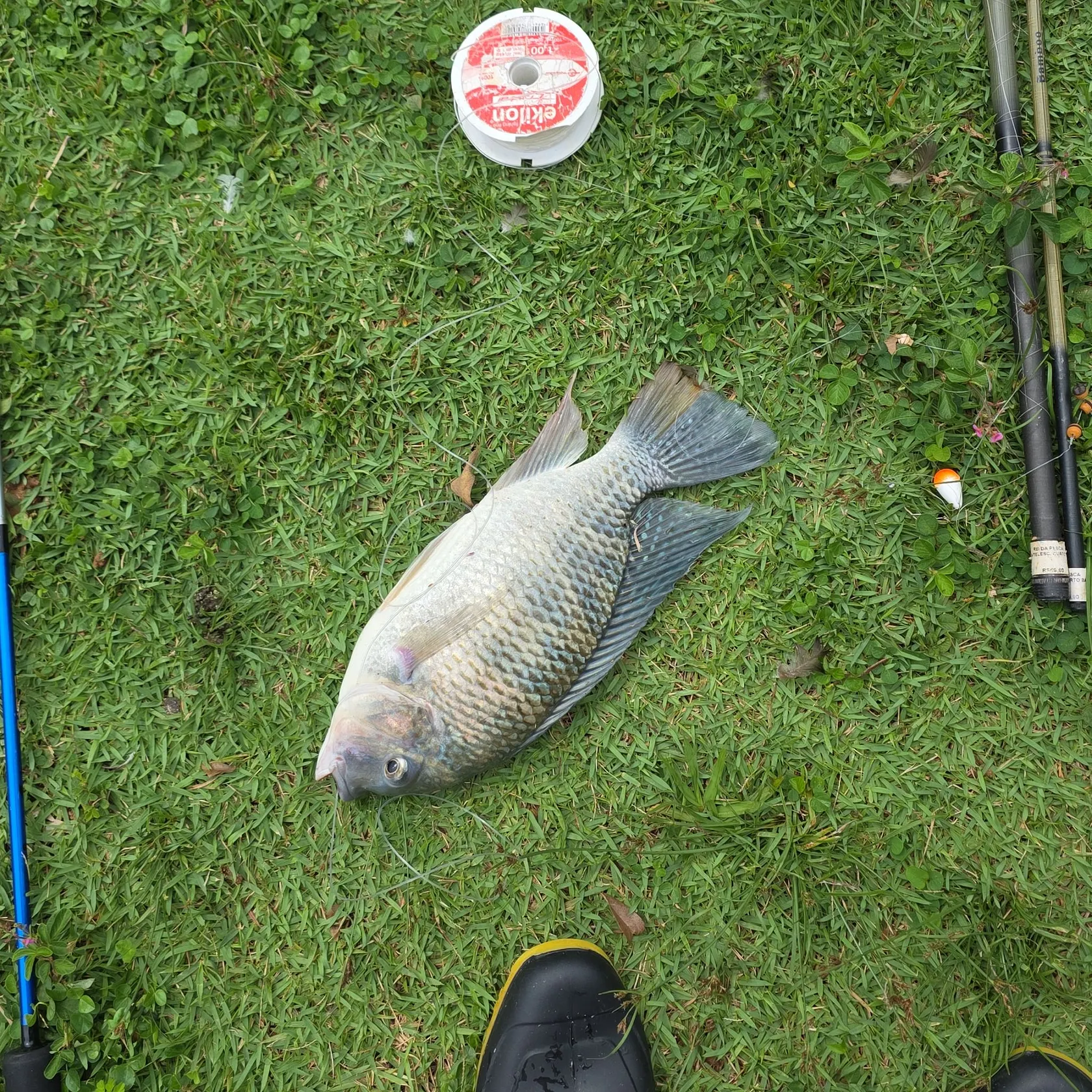 The most recent Redbreast tilapia catches on Fishbrain