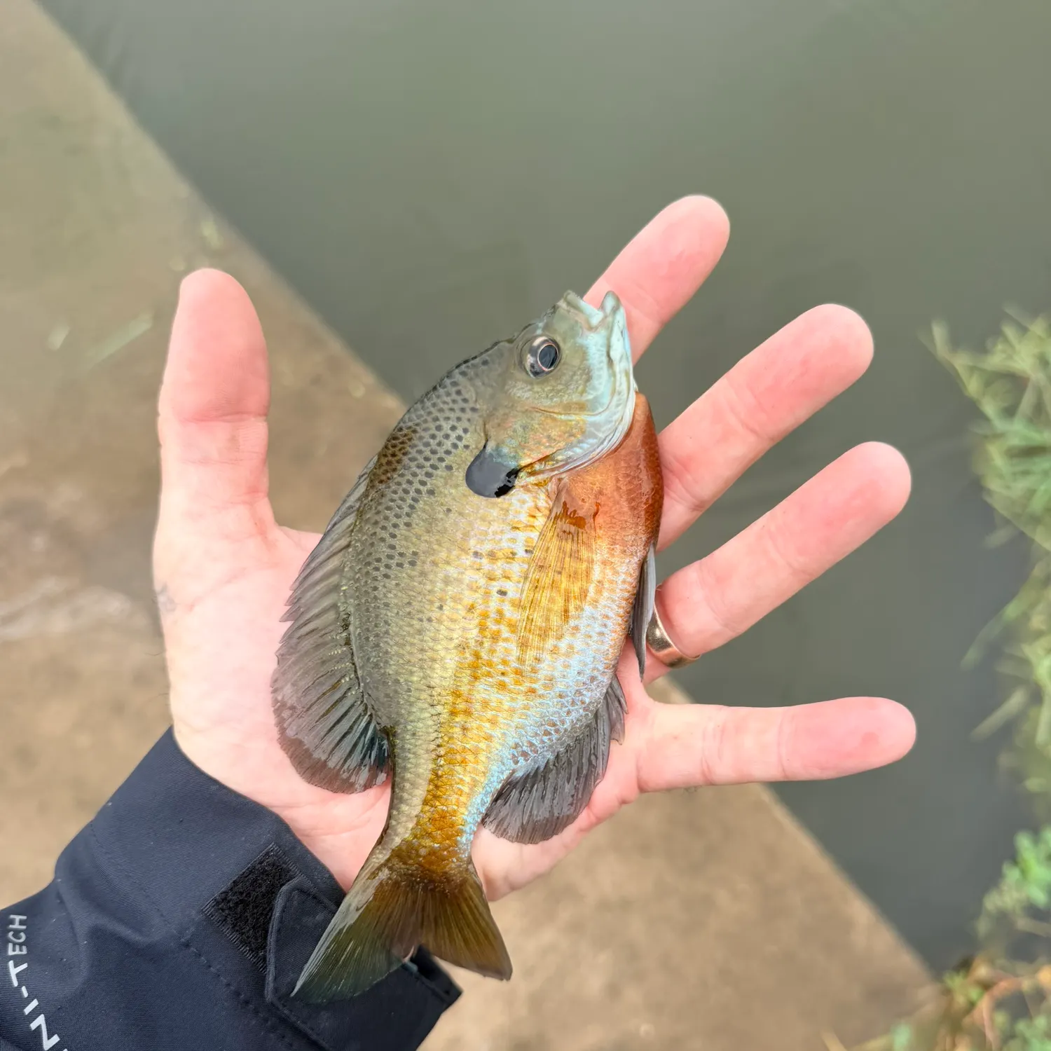 Bluegill caught on Fishbrain