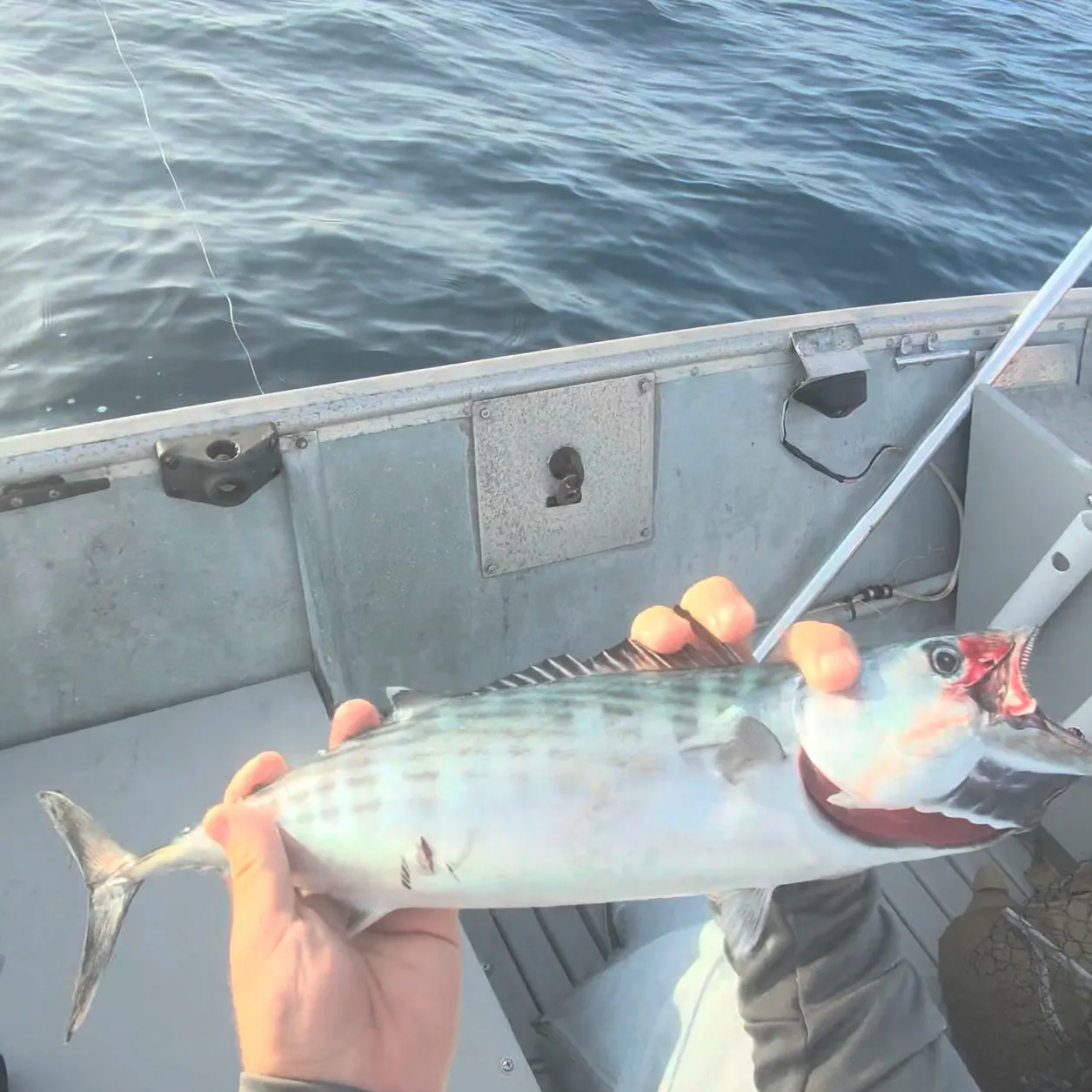 Pacific bonito caught on Fishbrain