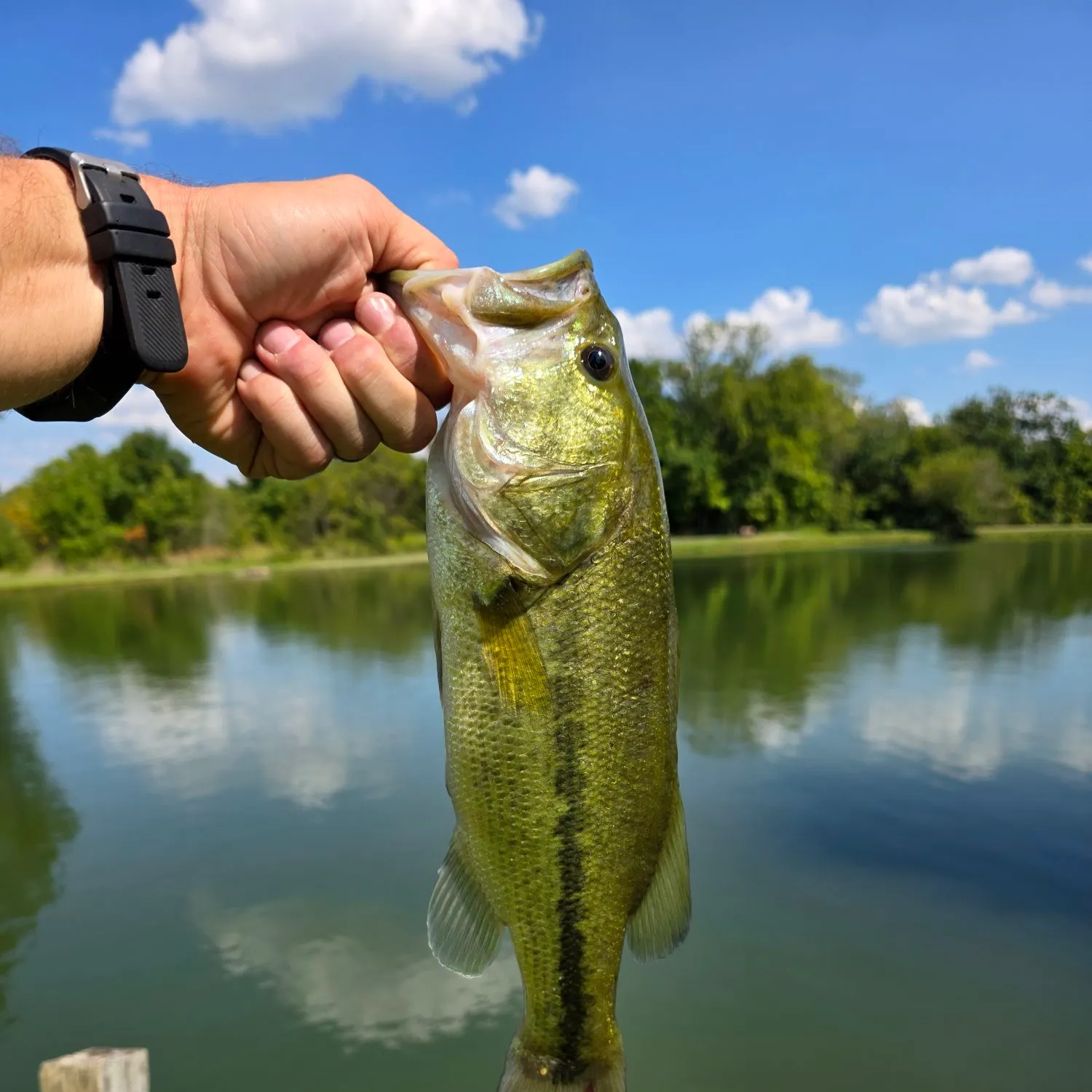 Largemouth bass caught on Fishbrain