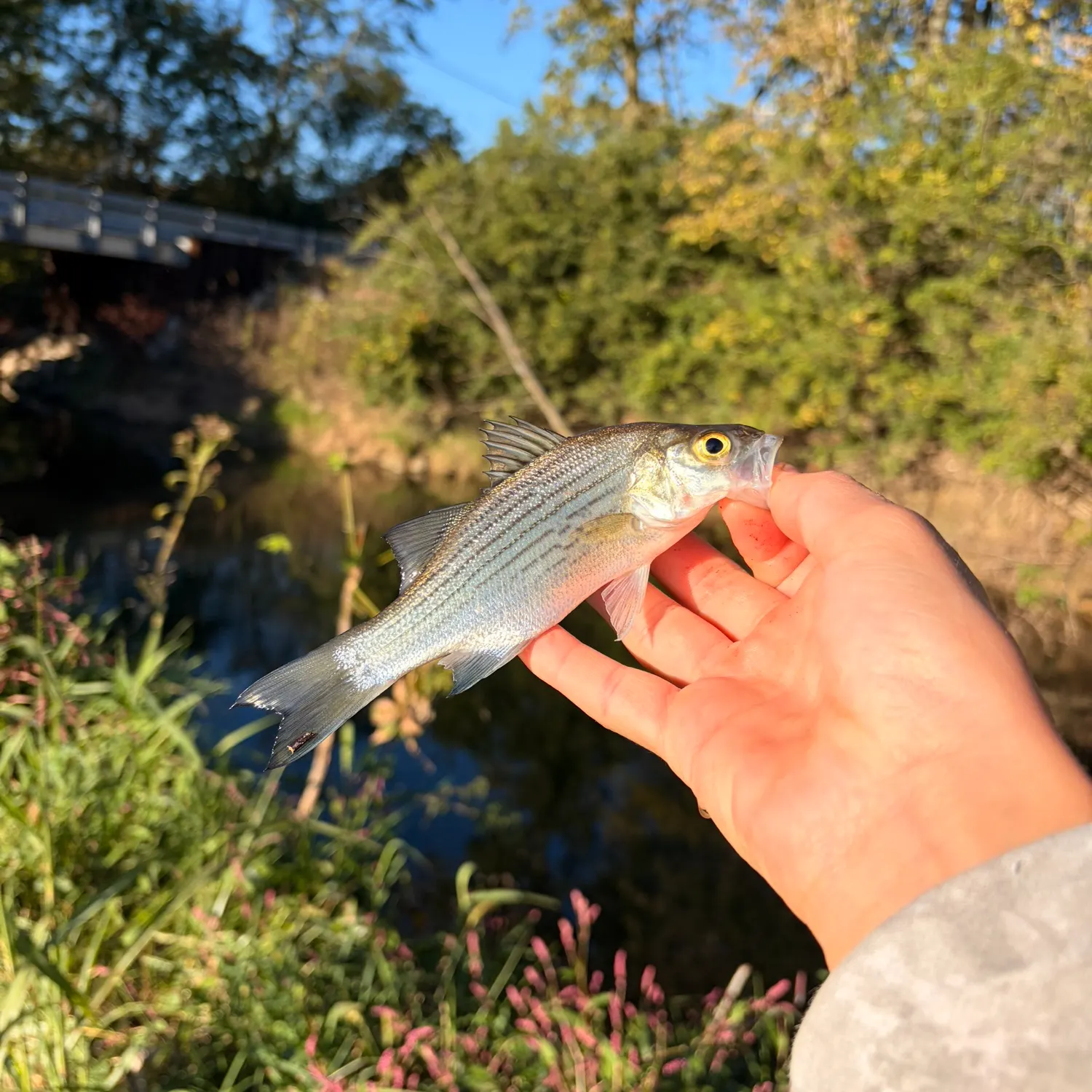 White bass caught on Fishbrain