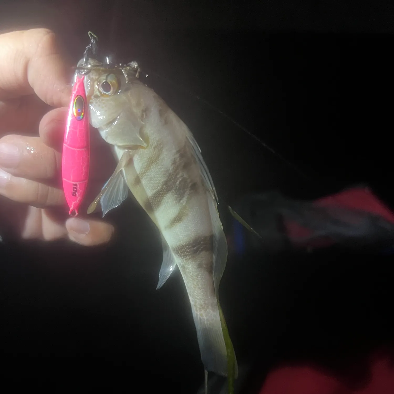 Barred sand bass caught on Fishbrain