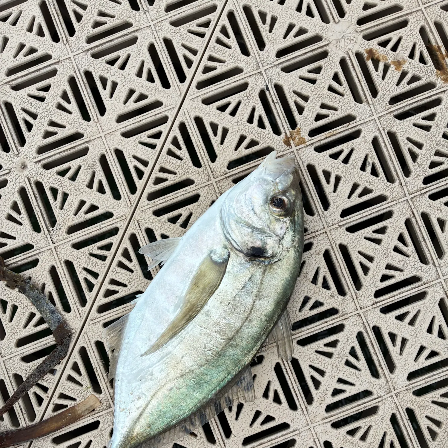 White trevally caught on Fishbrain