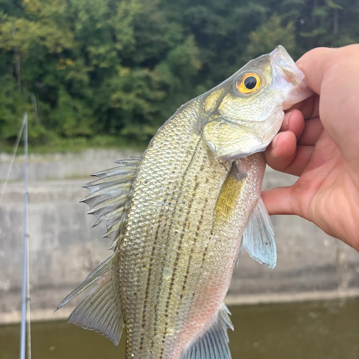 White bass caught on Fishbrain