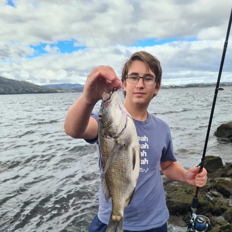 The most recent Southern black bream catches on Fishbrain