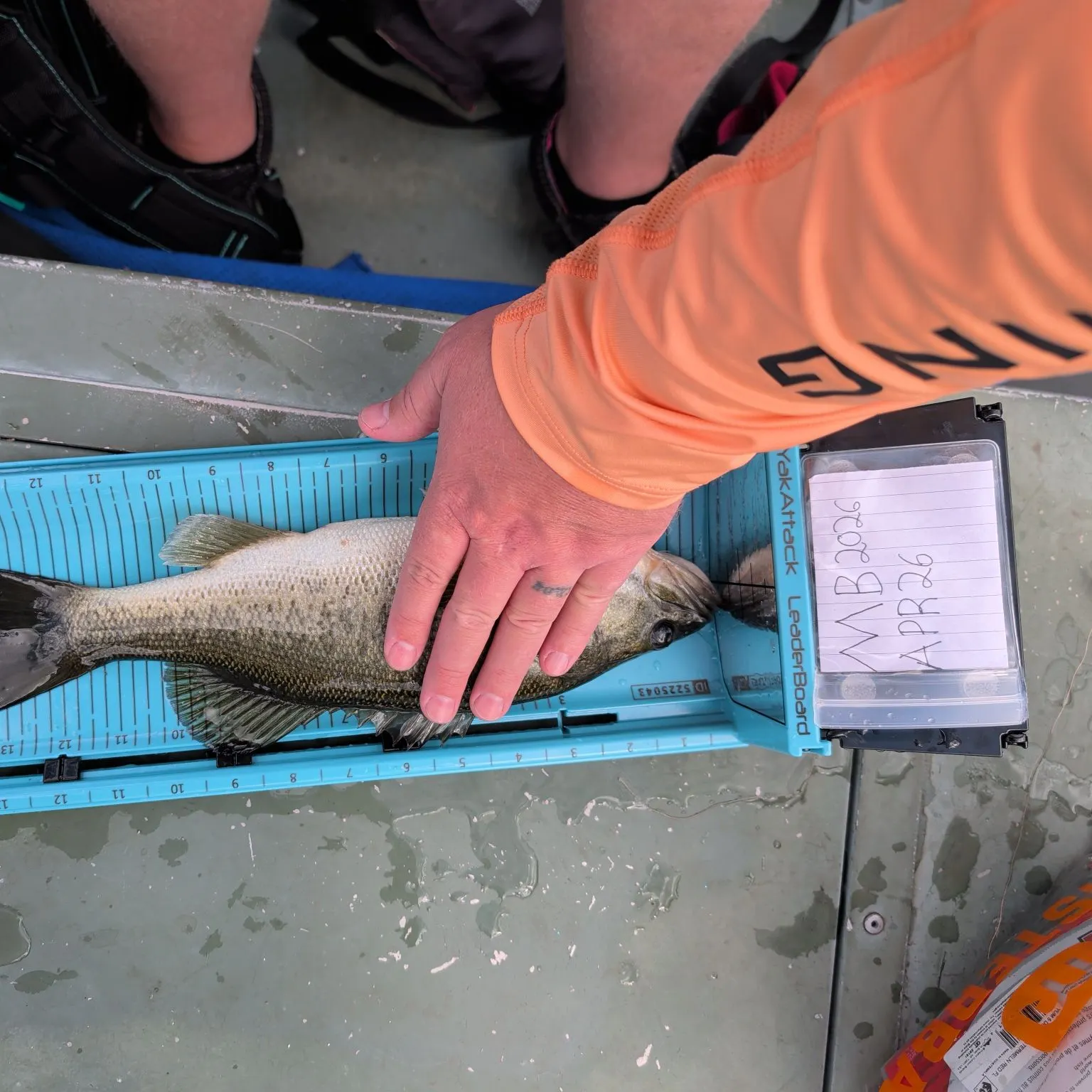 recently logged catches