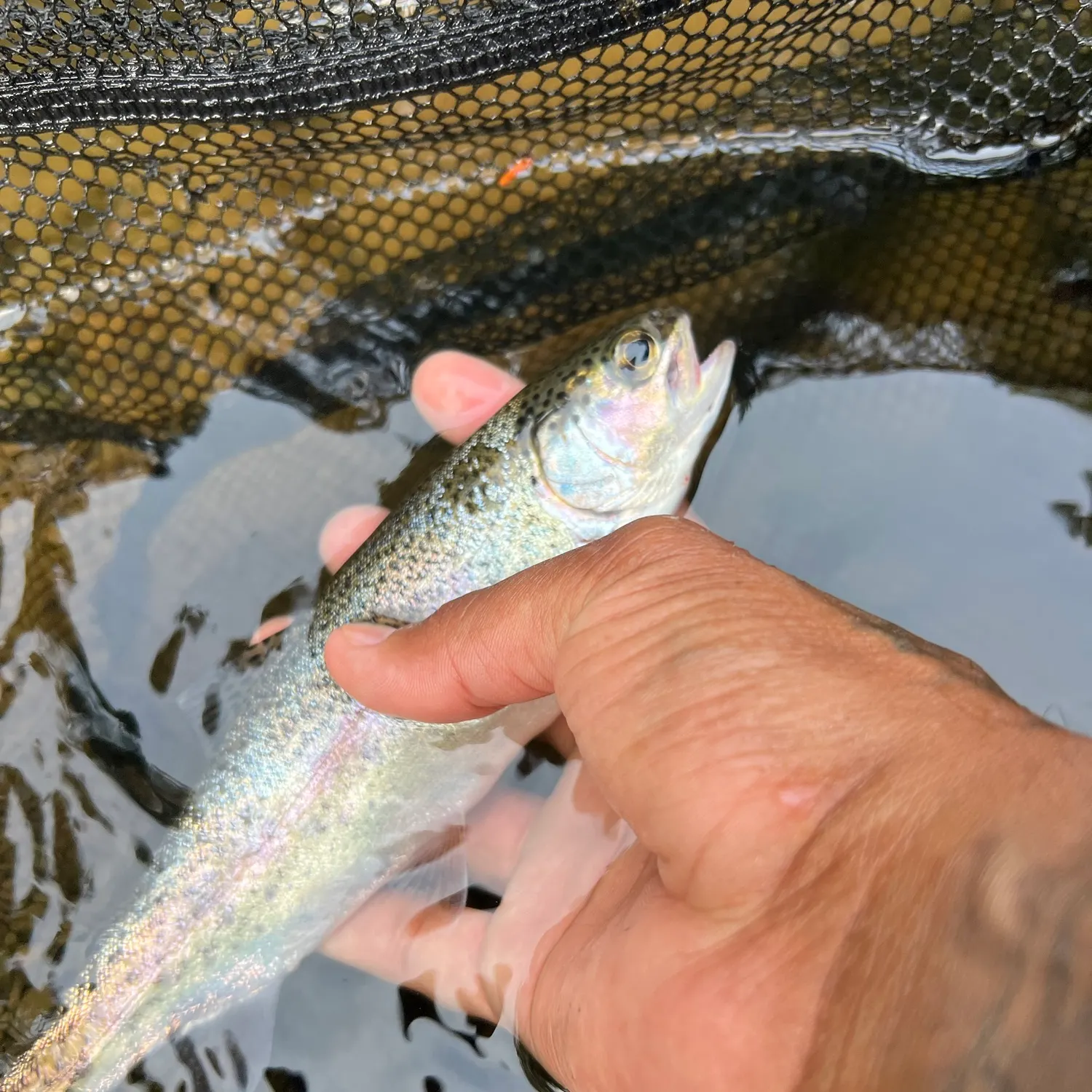 Rainbow trout caught on Fishbrain