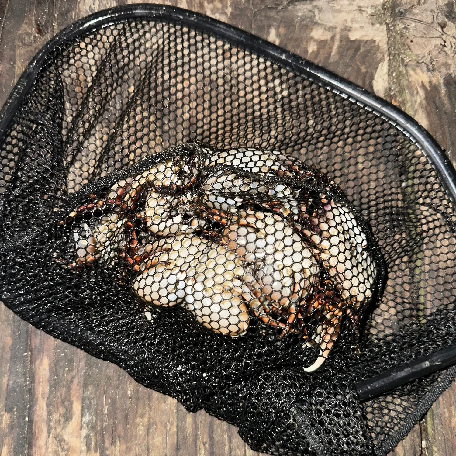 The most recent Pacific rock crab catches on Fishbrain