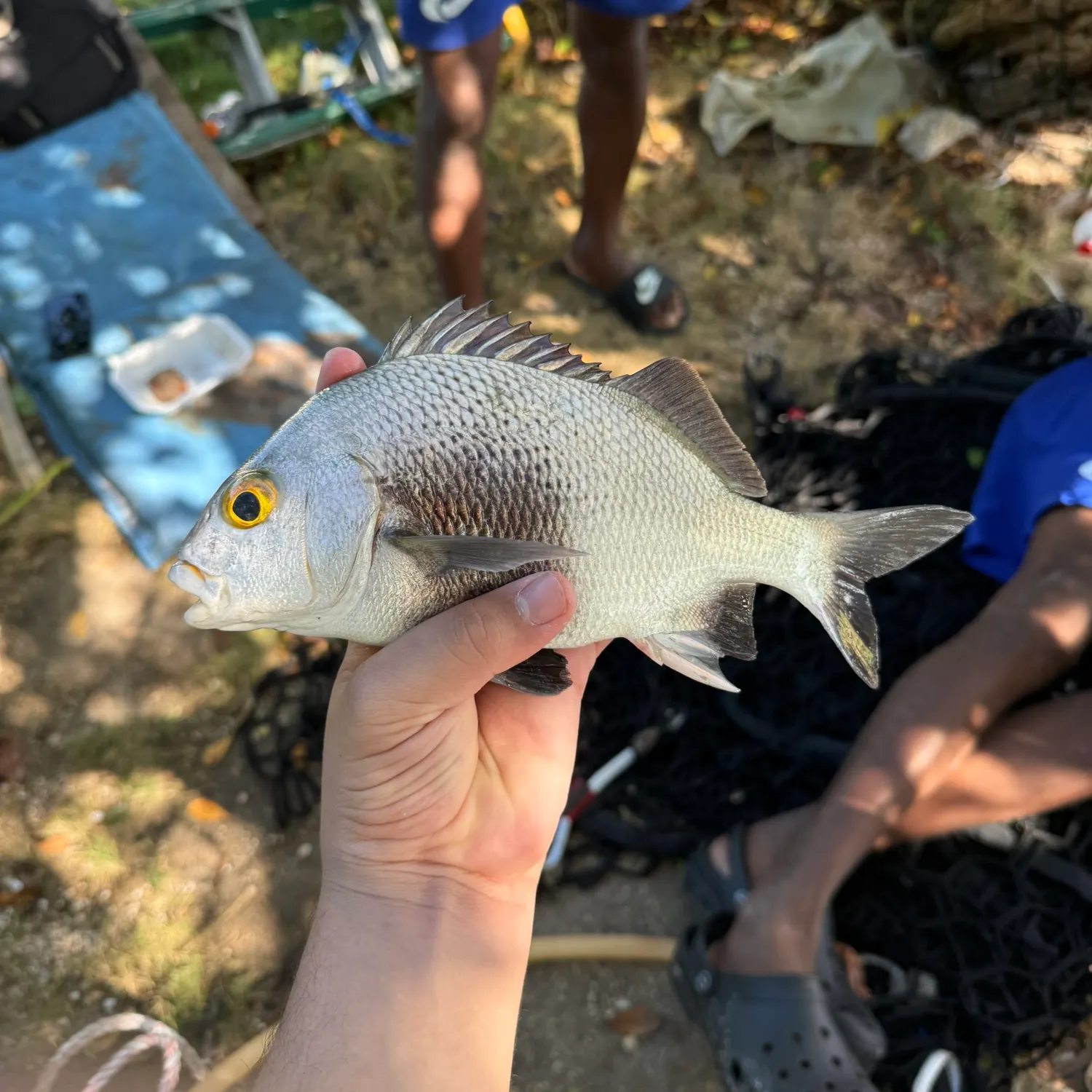 The most recent Black margate catches on Fishbrain