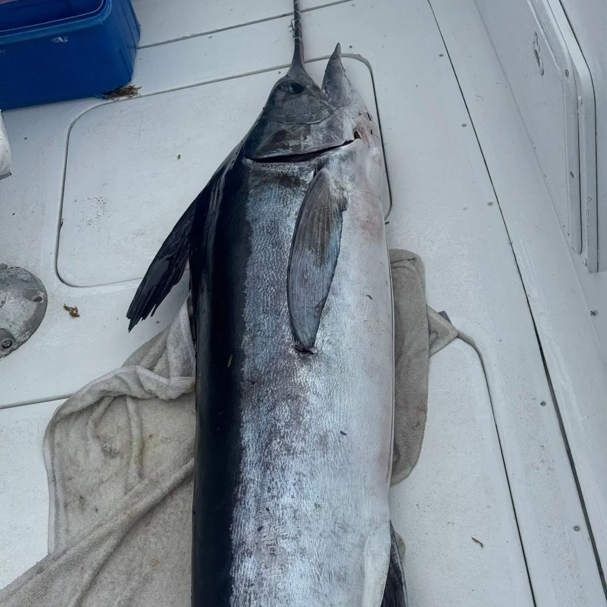 The most recent Atlantic white marlin catches on Fishbrain