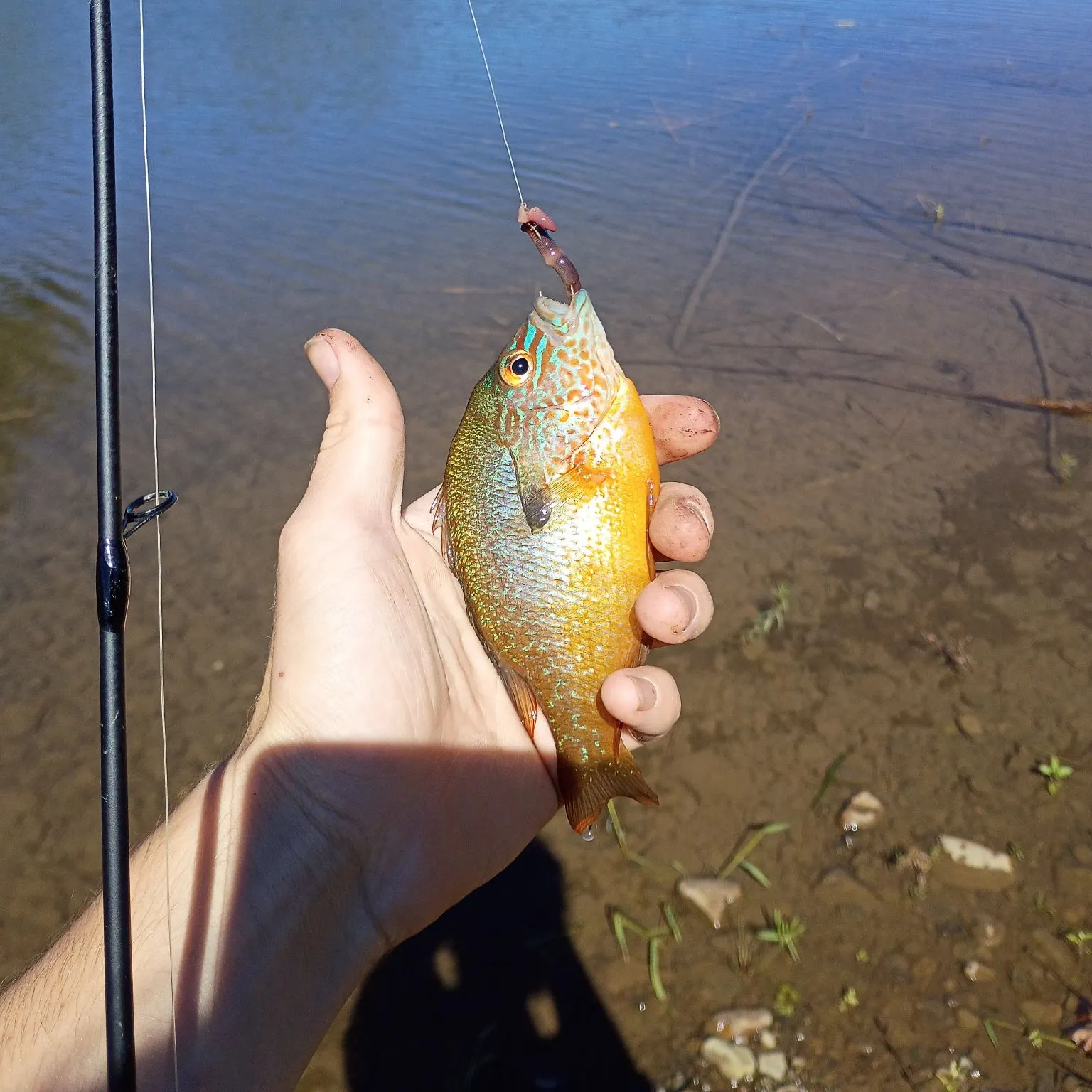 Greengill hybrid caught on Fishbrain