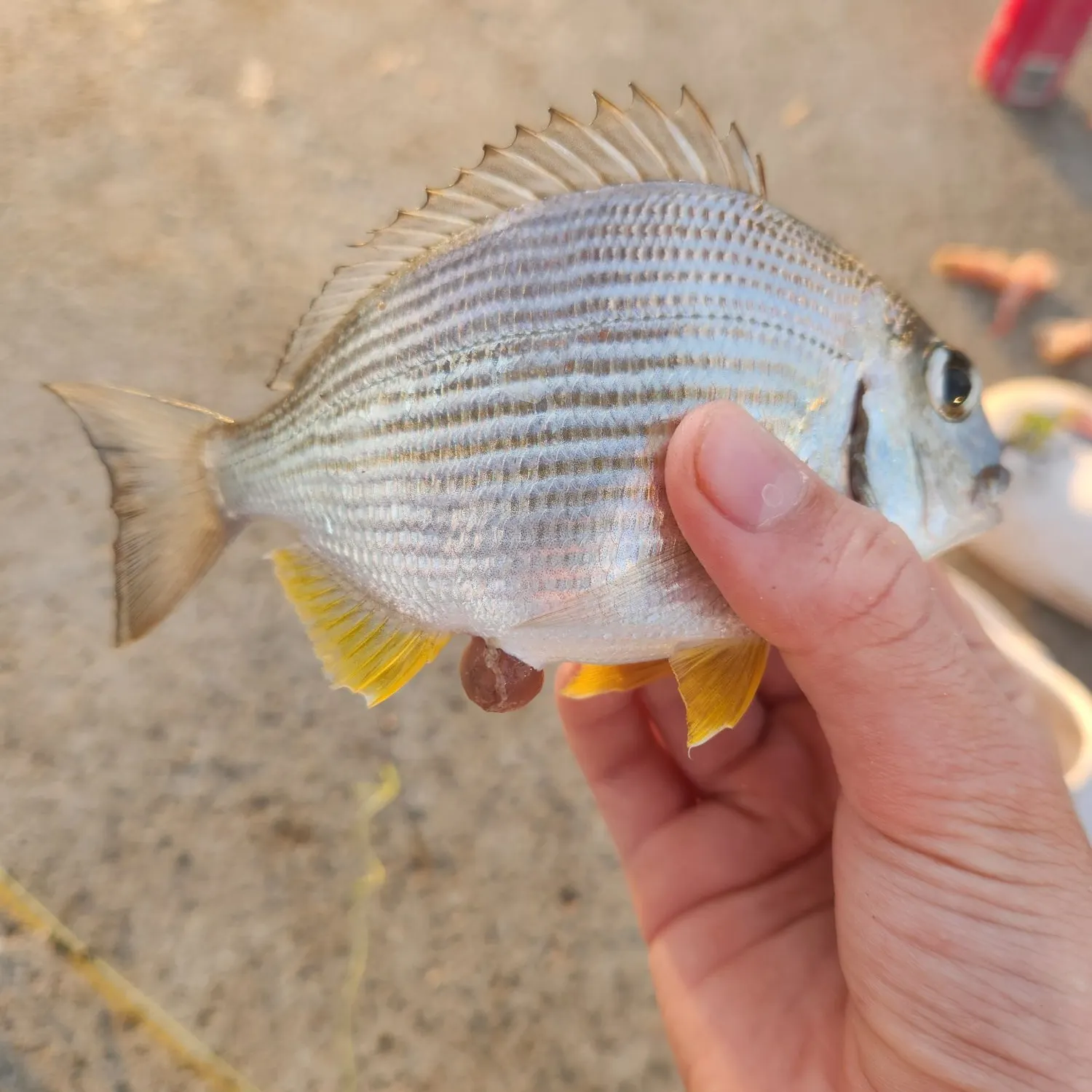 Goldlined seabream caught on Fishbrain