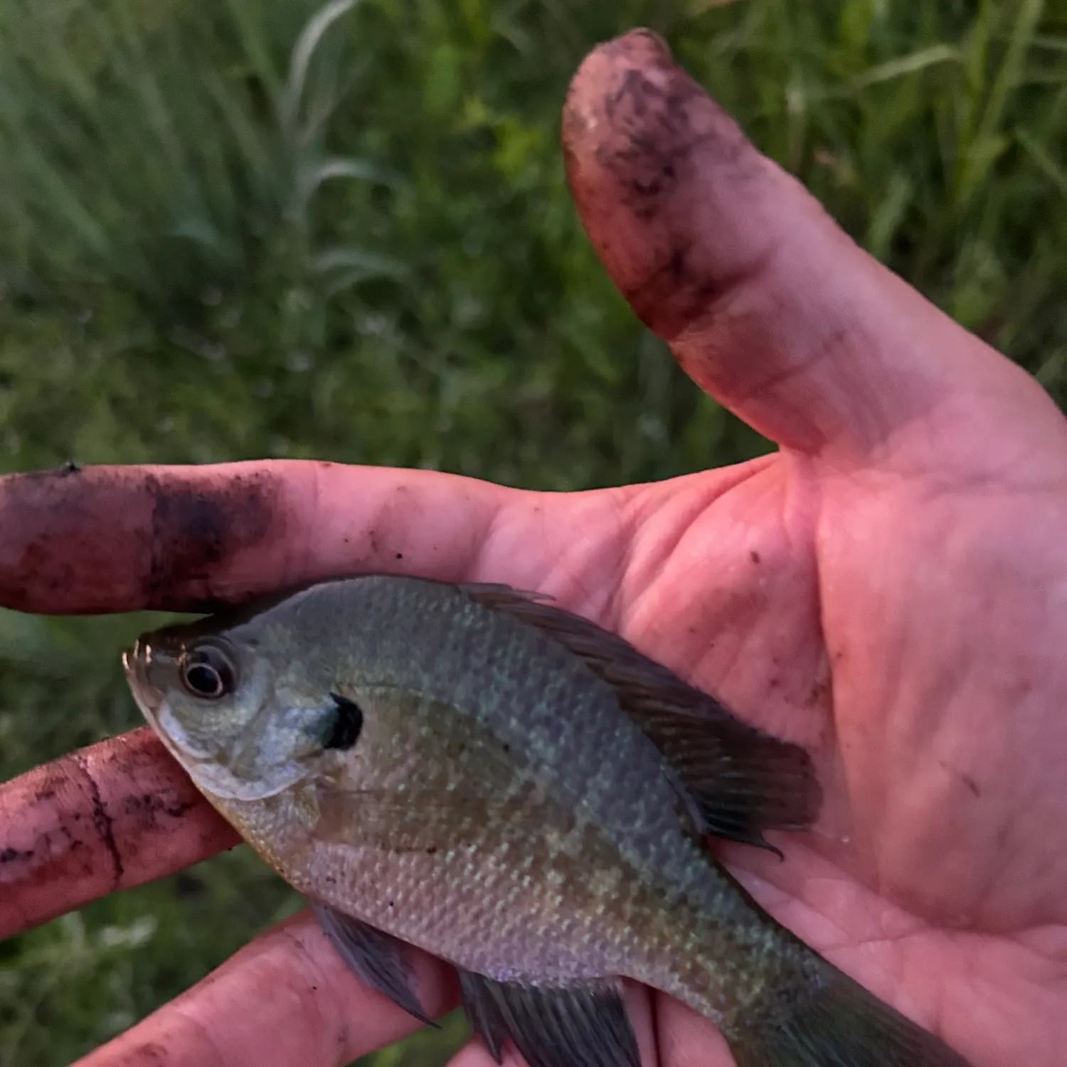 Bluegill caught on Fishbrain