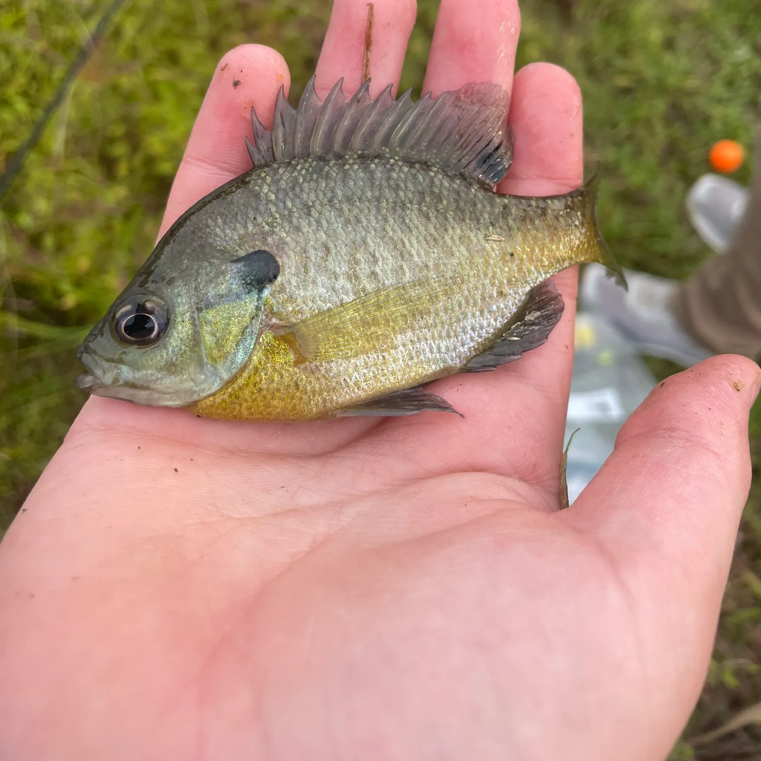 Bluegill caught on Fishbrain