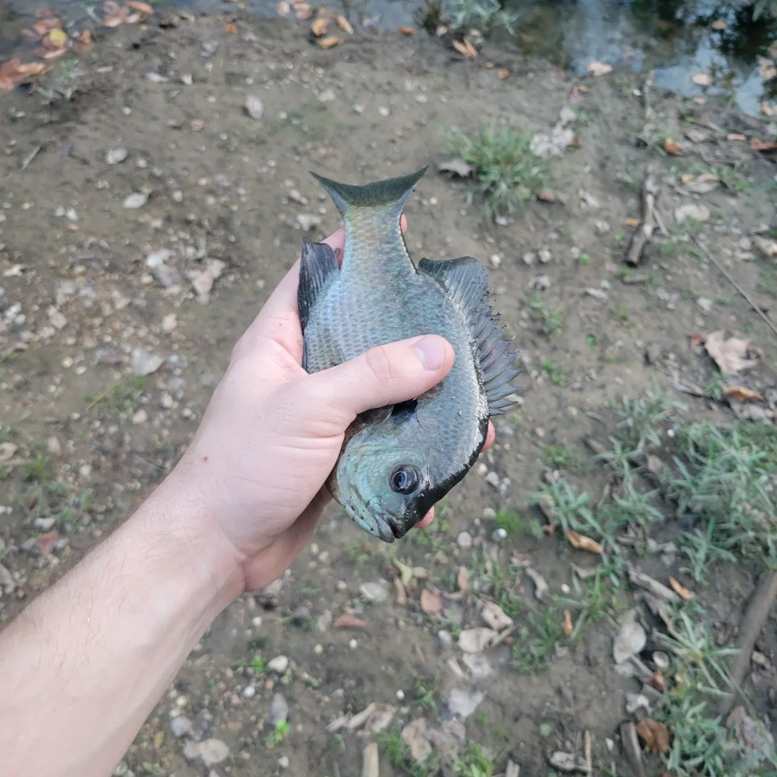 Bluegill caught on Fishbrain