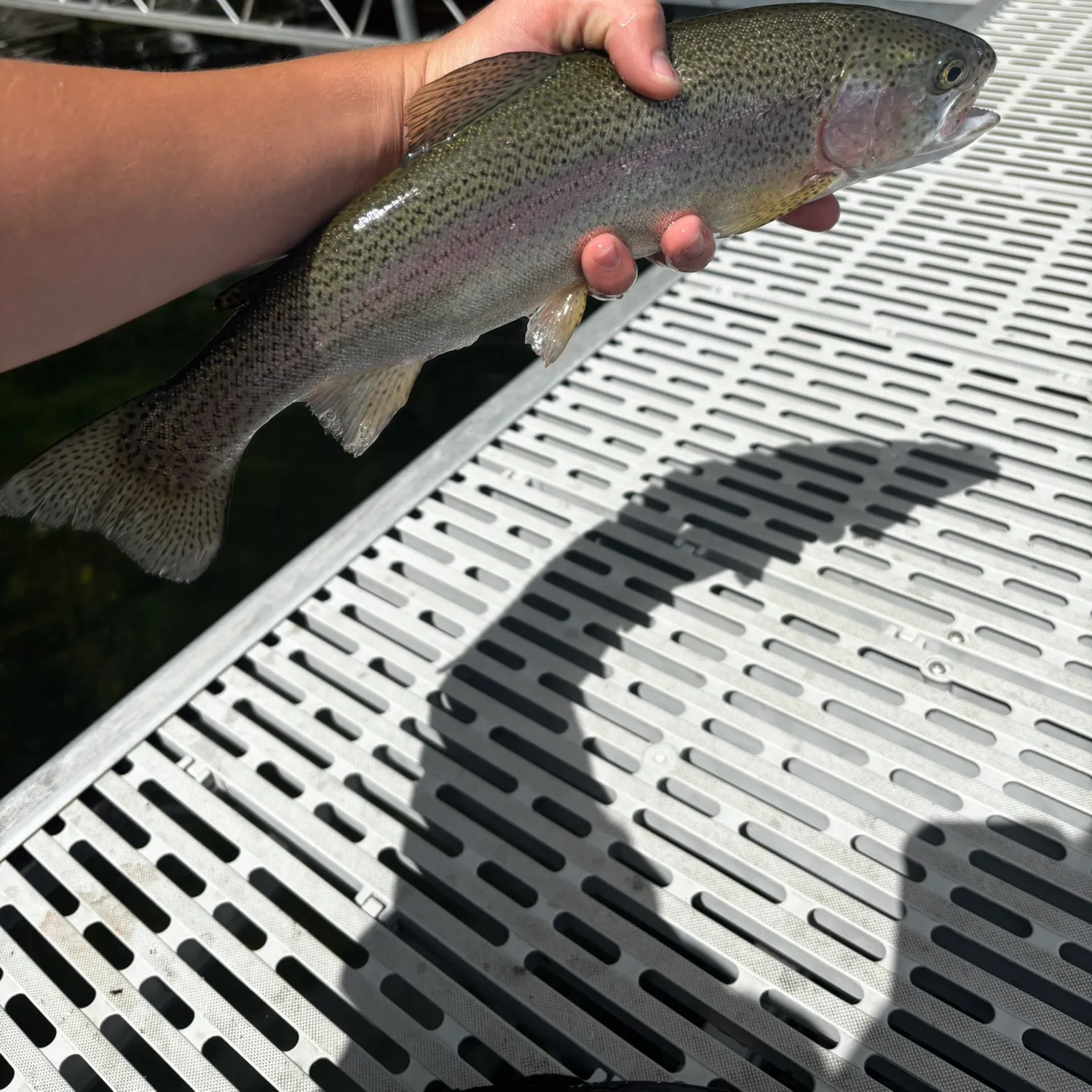 Rainbow trout caught on Fishbrain