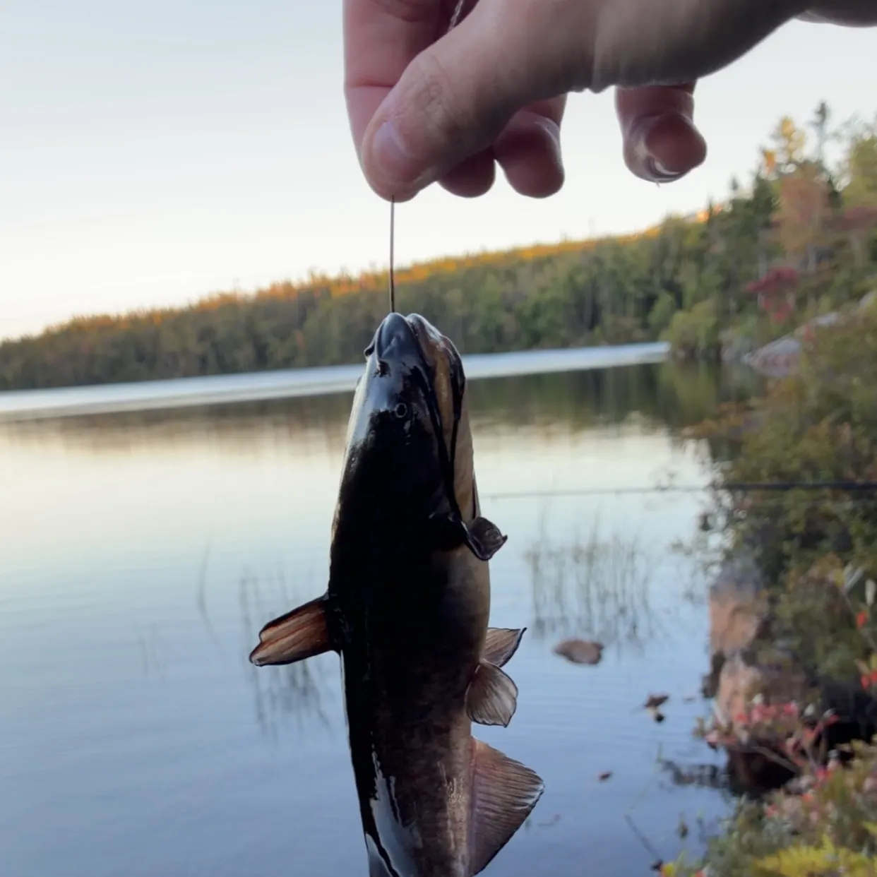 Brown bullhead caught on Fishbrain