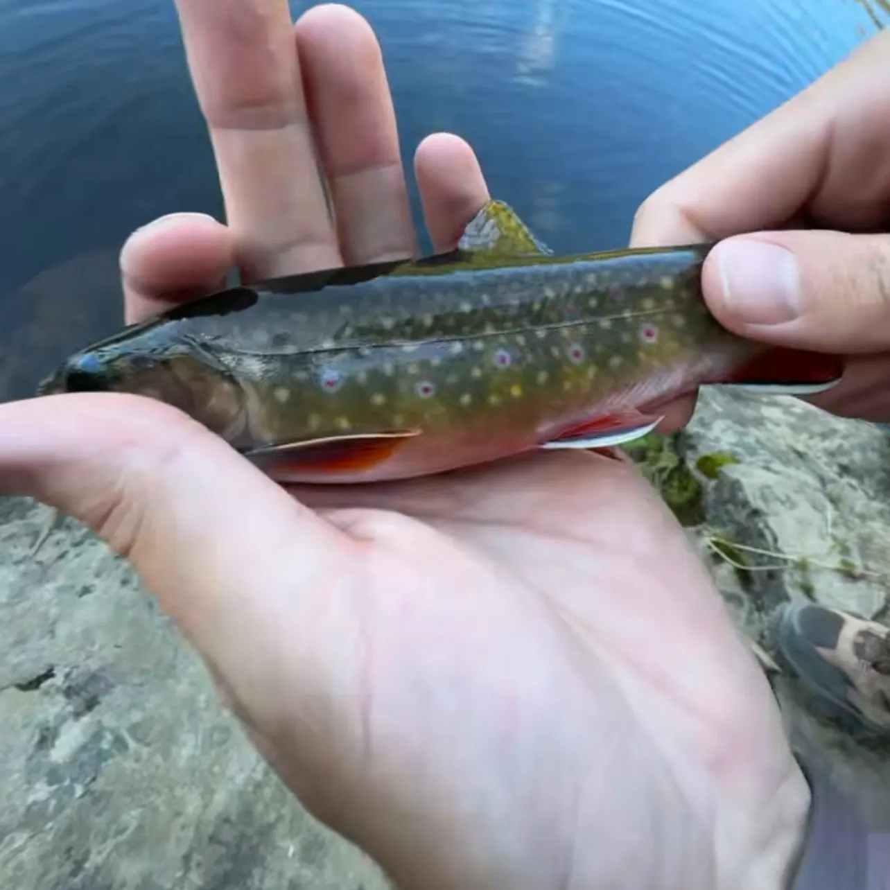 Brook trout caught on Fishbrain