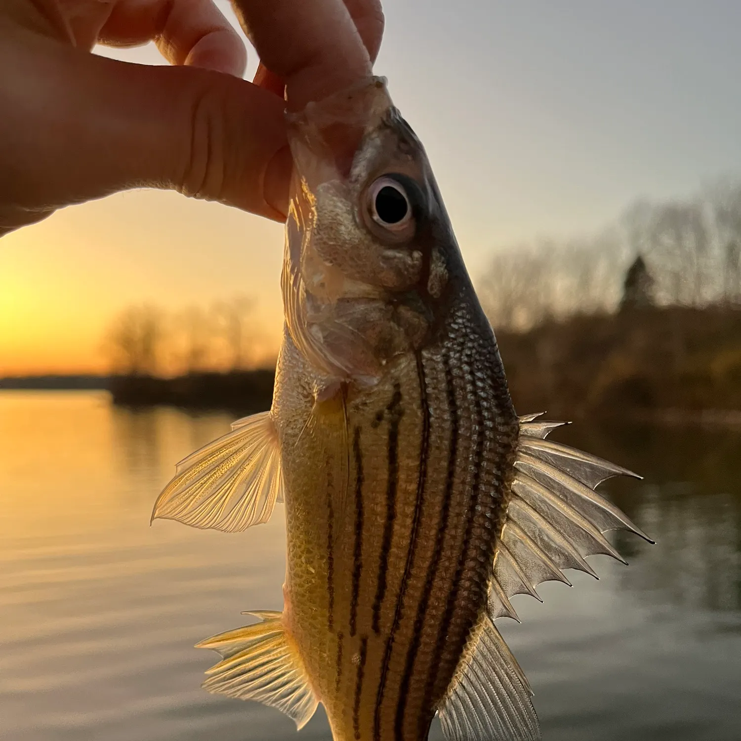 The most recent Yellow bass catches on Fishbrain