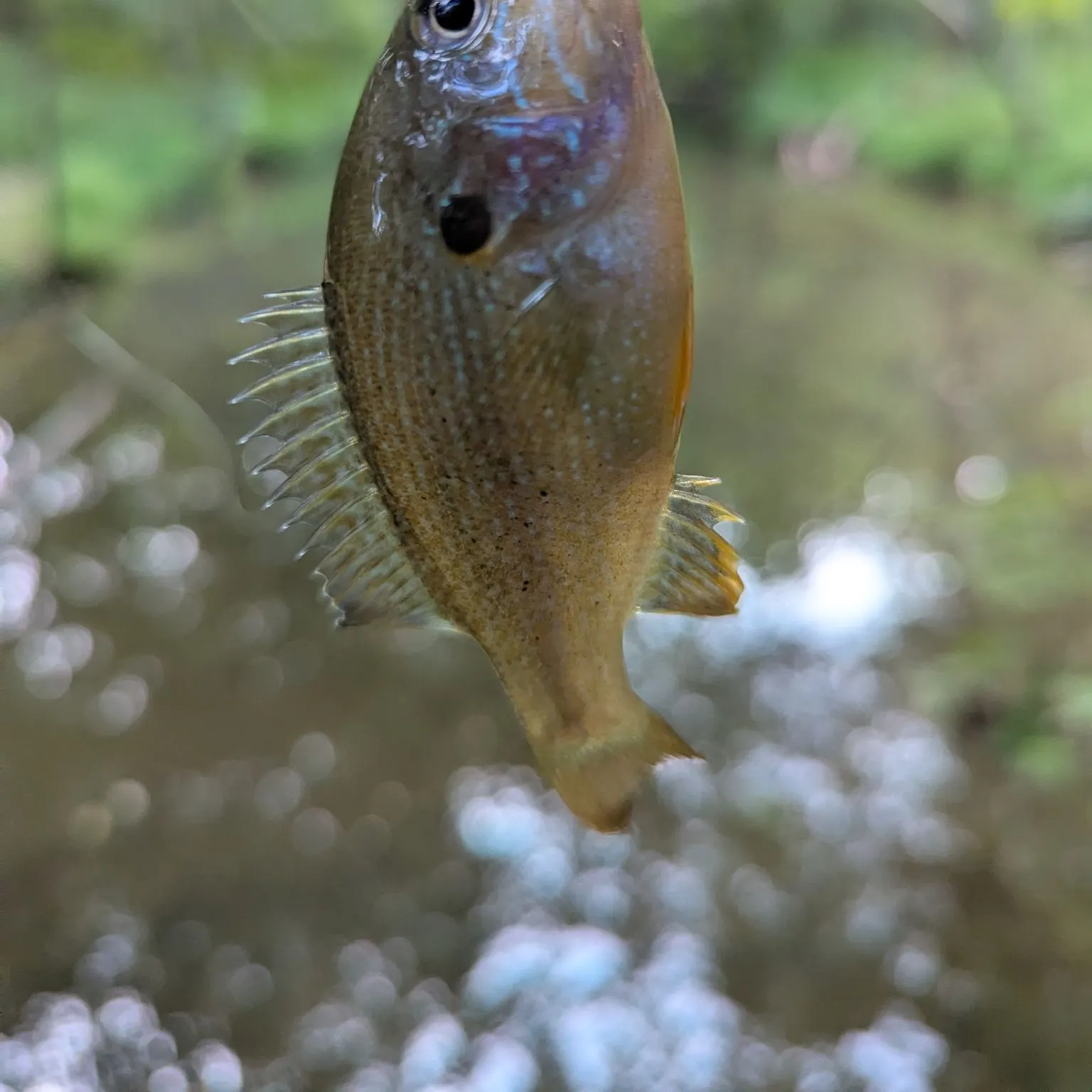 Bluegill caught on Fishbrain