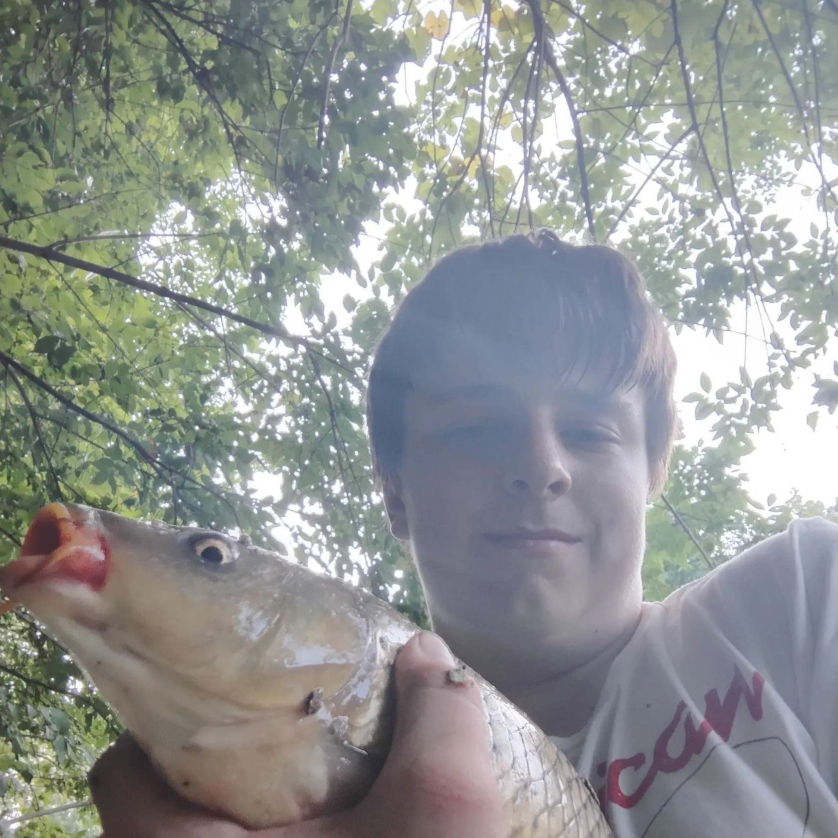Common carp caught on Fishbrain