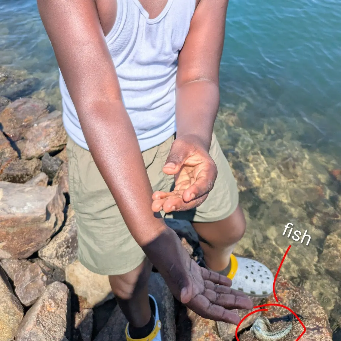 The most recent Woolly sculpin catches on Fishbrain