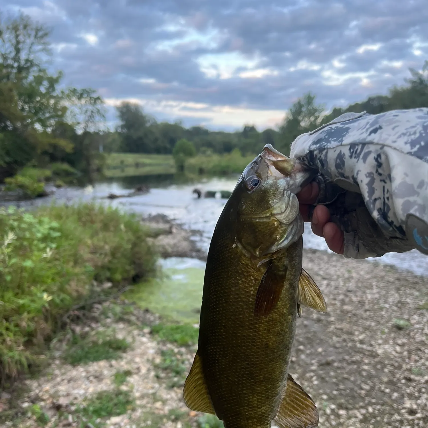 Smallmouth bass caught on Fishbrain