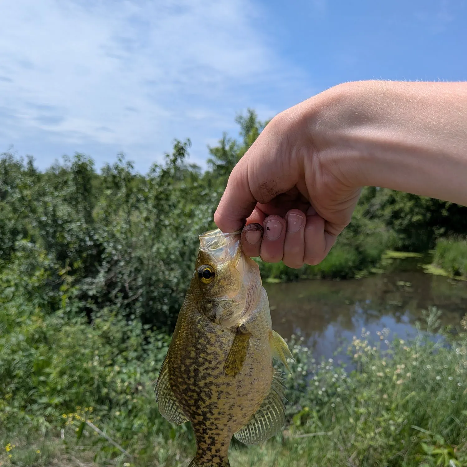 angler catch