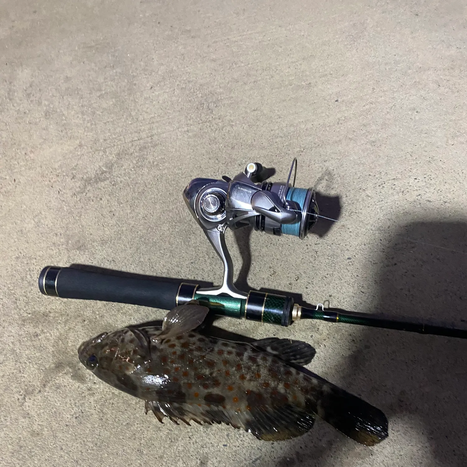 The most recent Greasy grouper catches on Fishbrain
