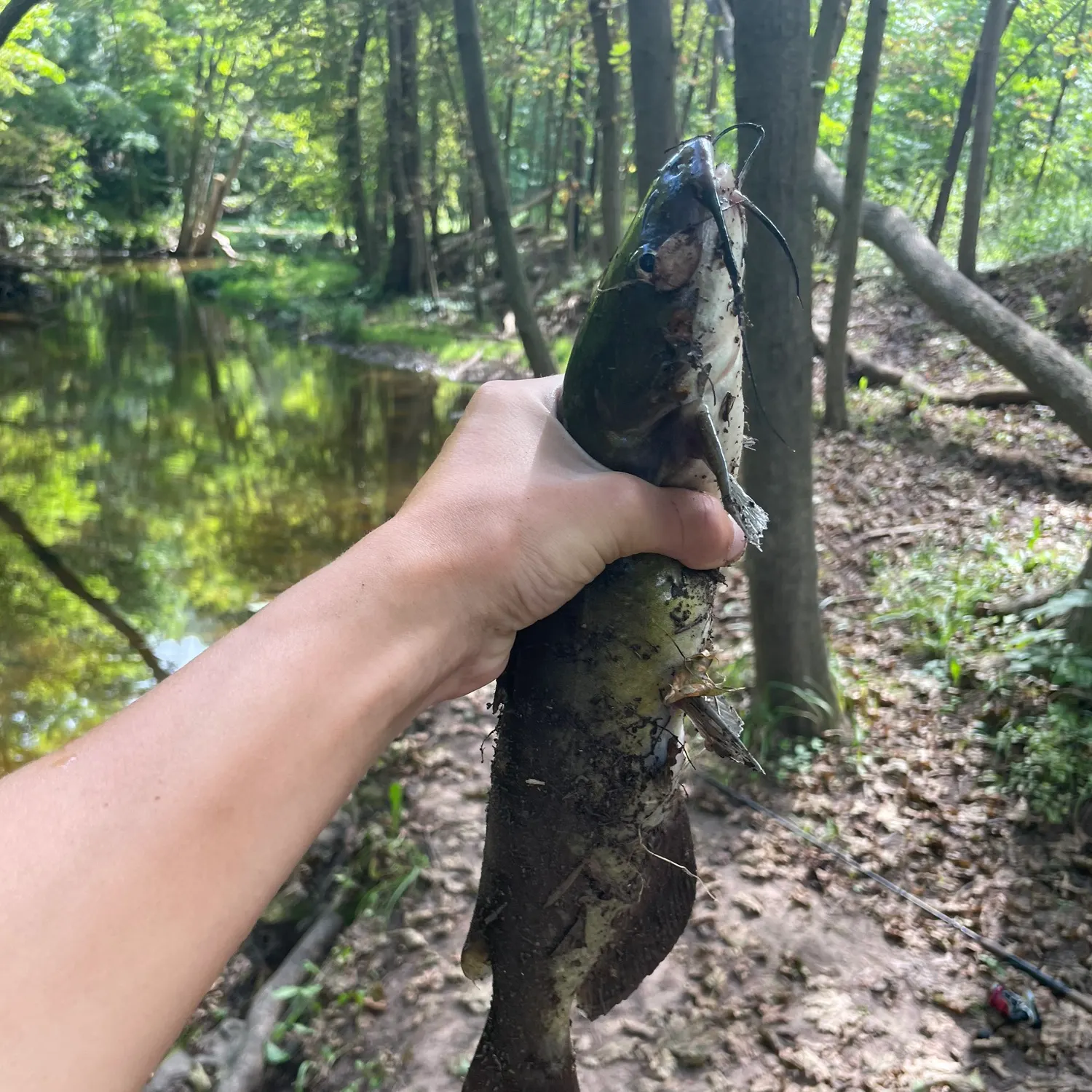 Channel catfish caught on Fishbrain