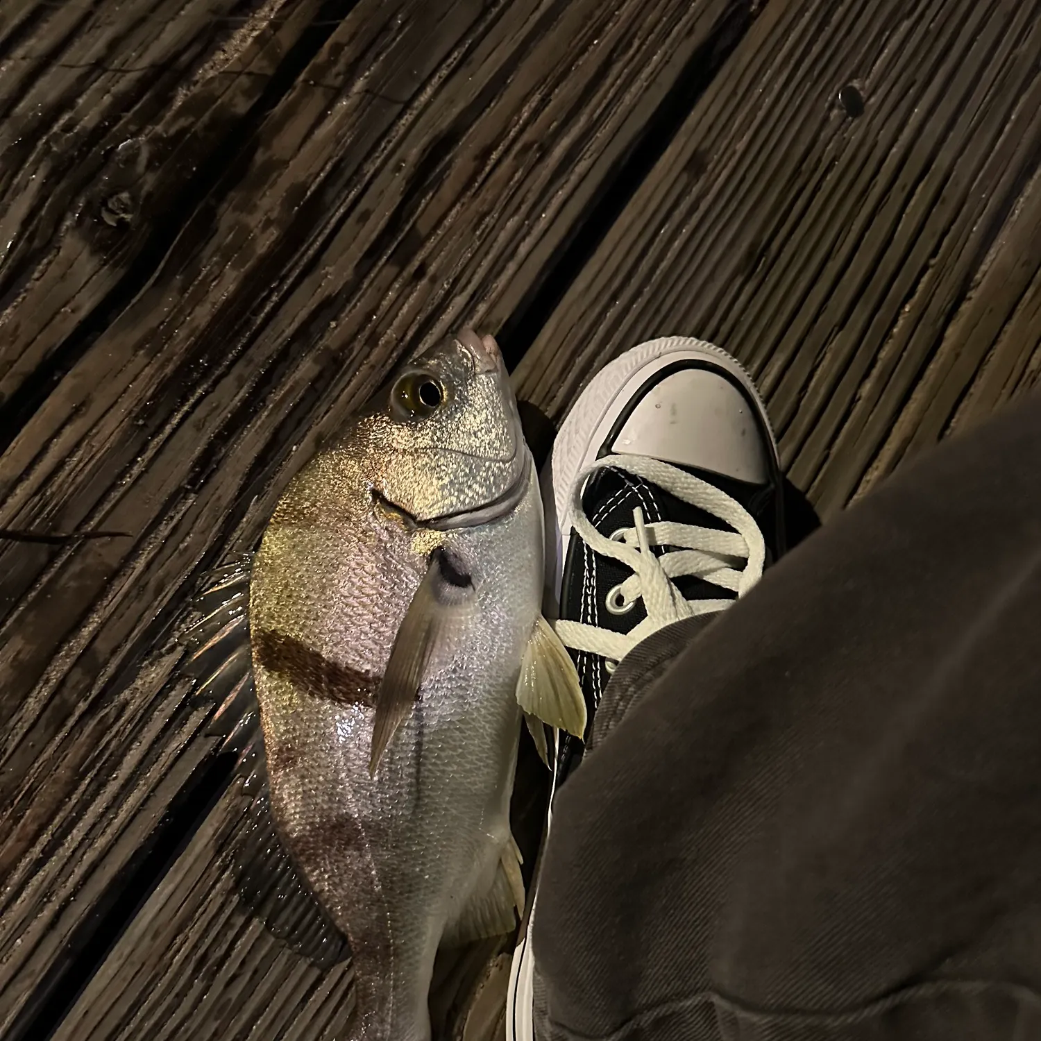 The most recent Pile perch catches on Fishbrain
