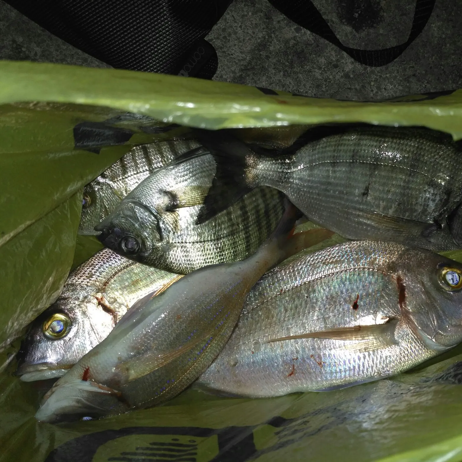 recently logged catches